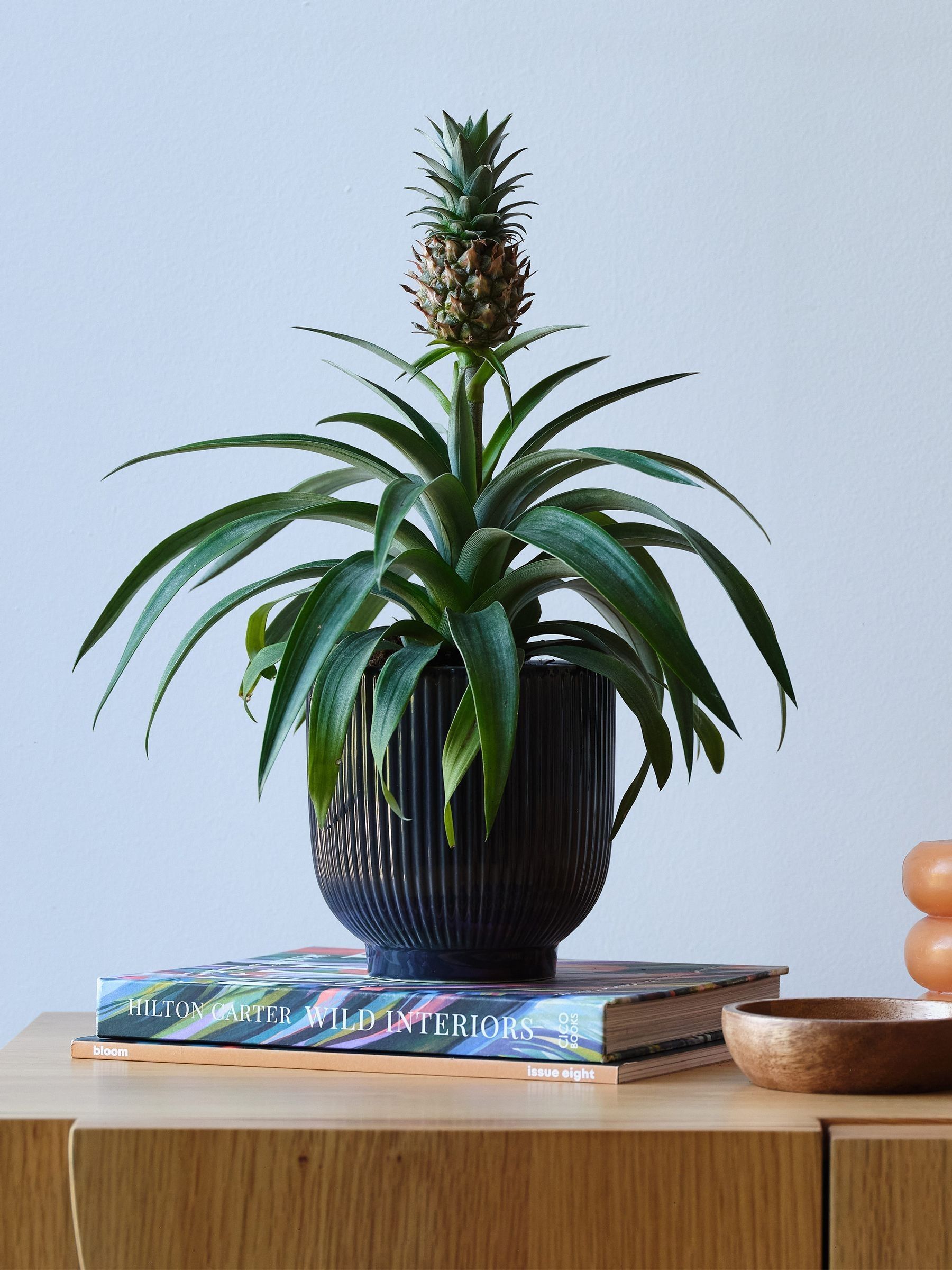 Beards & Daisies Navy Real Pineapple Plant in Ribbed Pot - Image 1 of 4
