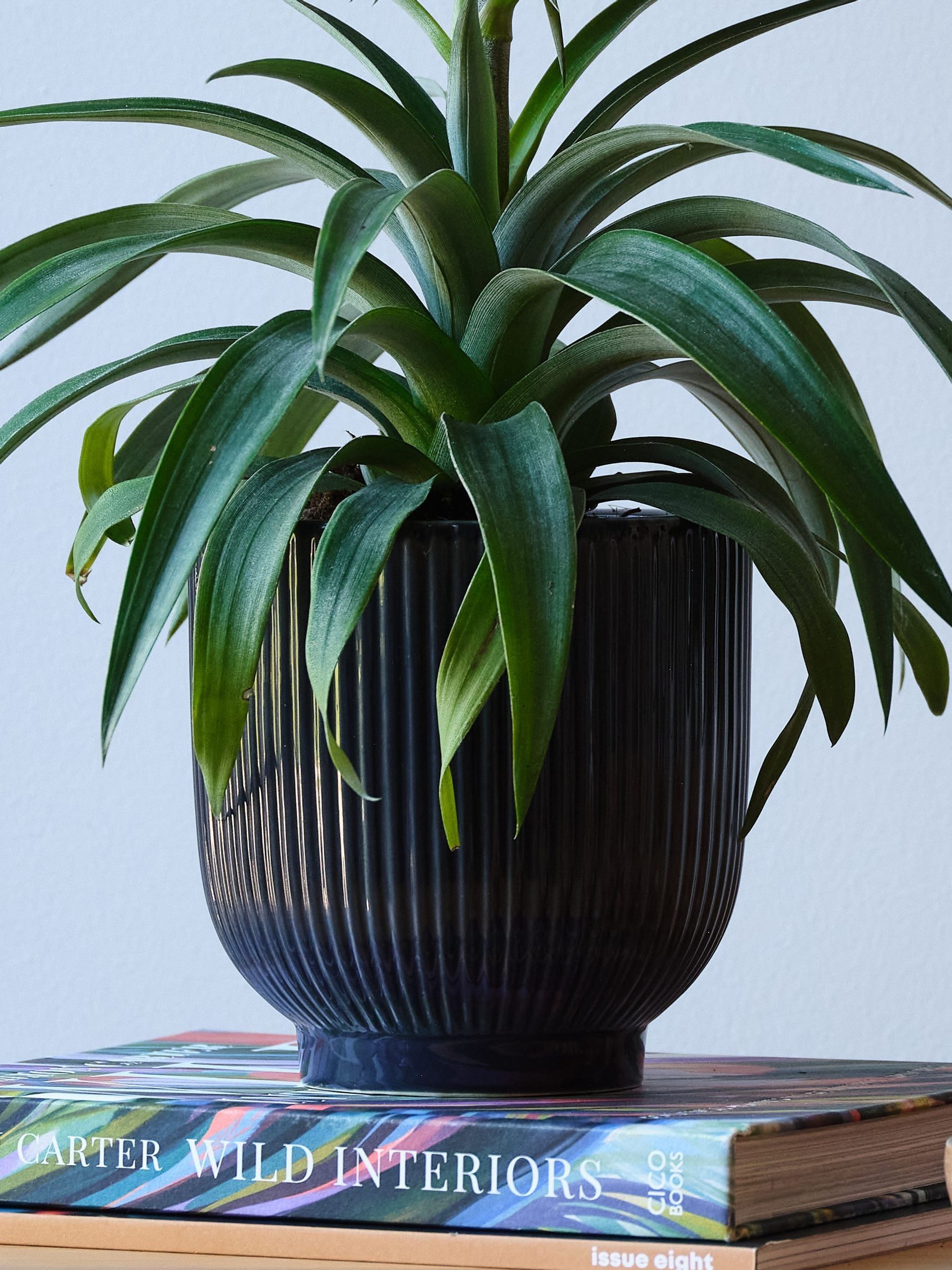 Beards & Daisies Navy Real Pineapple Plant in Ribbed Pot - Image 4 of 4