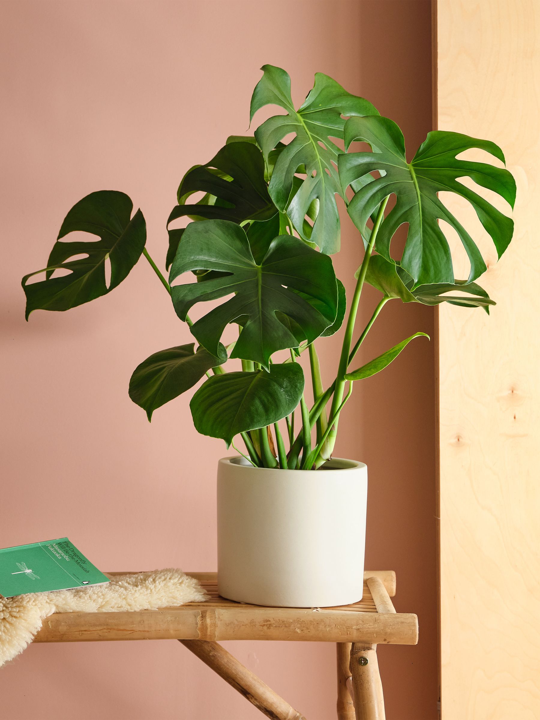 Oyster Real Monstera Swiss Cheese Plant in Earthenware Pot - Image 1 of 3