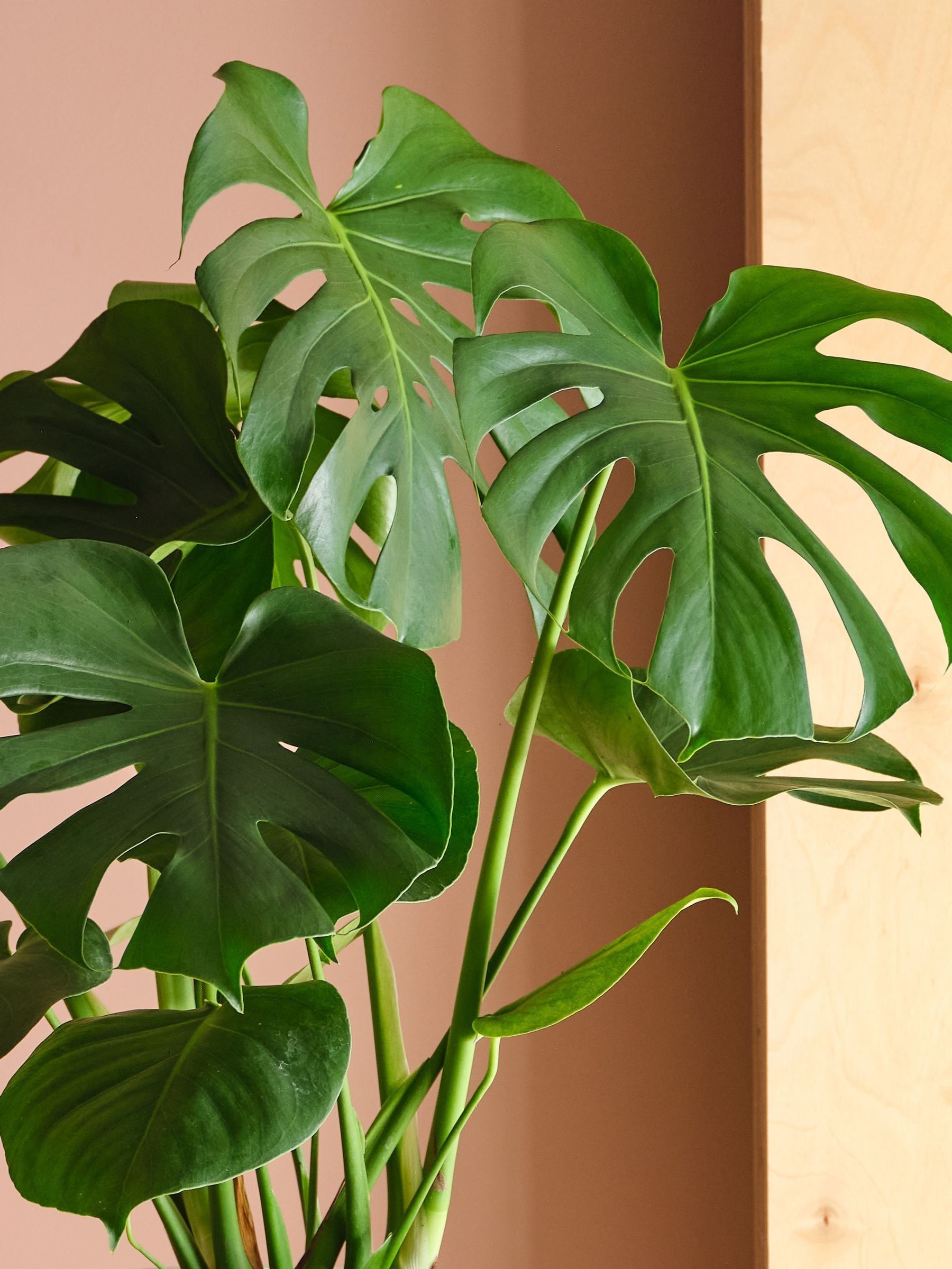 Oyster Real Monstera Swiss Cheese Plant in Earthenware Pot - Image 2 of 3 Oyster Real Monstera Swiss Cheese Plant in Earthenware Pot - Image 2 of 3