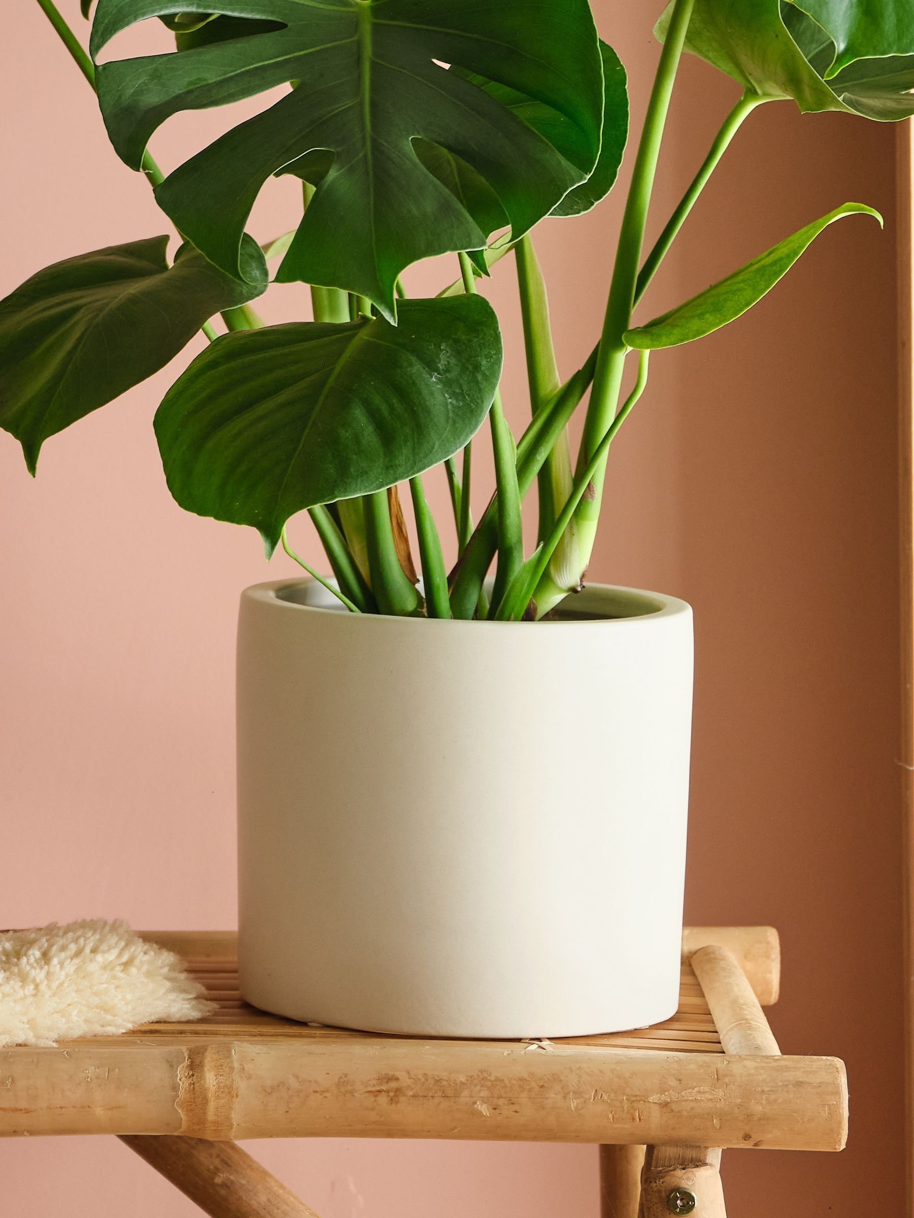 Oyster Real Monstera Swiss Cheese Plant in Earthenware Pot - Image 3 of 3 Oyster Real Monstera Swiss Cheese Plant in Earthenware Pot - Image 3 of 3