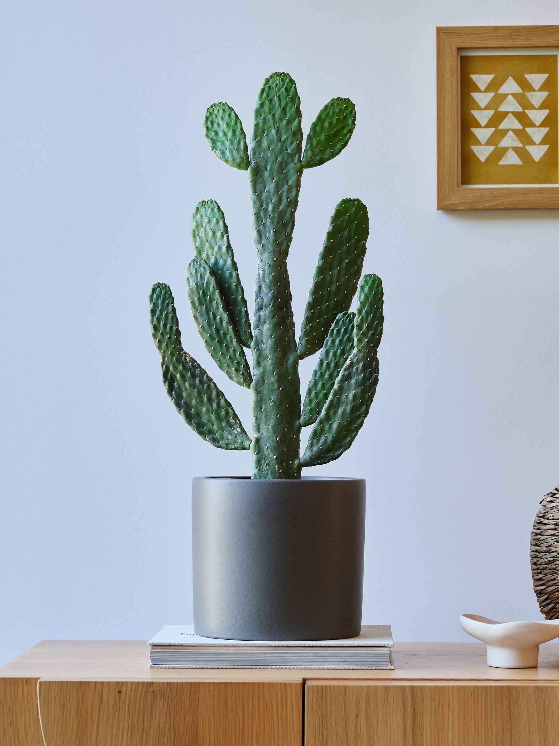 Graphite Real Cowboy Cactus Plant in Earthenware Pot - Image 1 of 4 Graphite Real Cowboy Cactus Plant in Earthenware Pot - Image 1 of 4