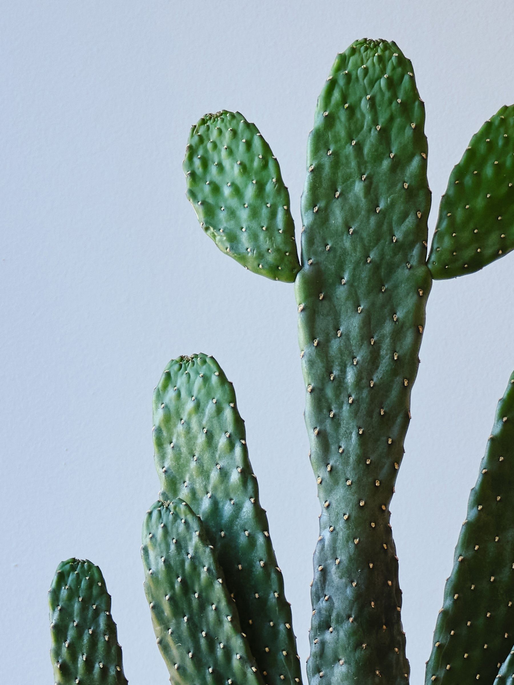 Graphite Real Cowboy Cactus Plant in Earthenware Pot - Image 2 of 4 Graphite Real Cowboy Cactus Plant in Earthenware Pot - Image 2 of 4