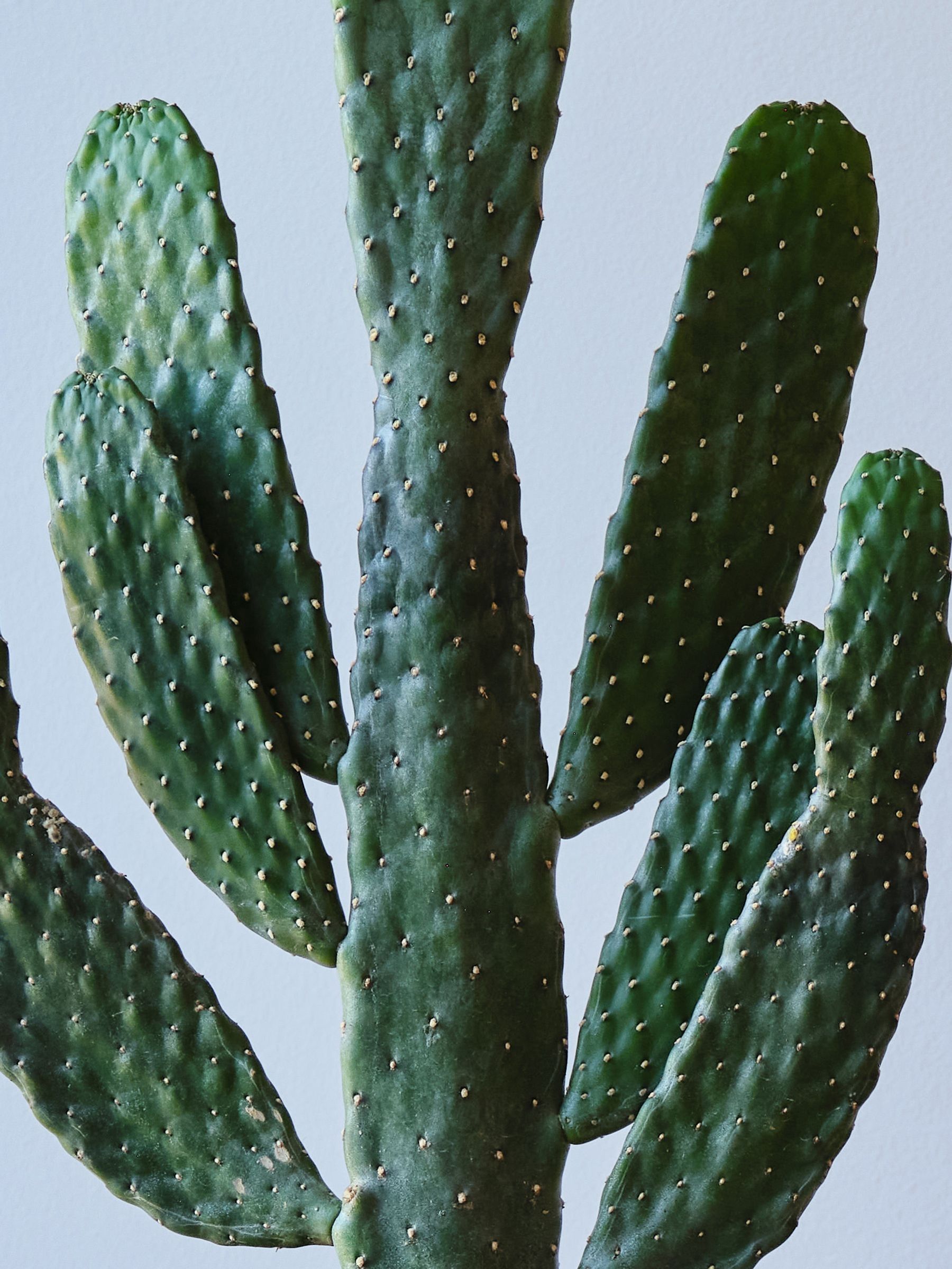 Graphite Real Cowboy Cactus Plant in Earthenware Pot - Image 3 of 4