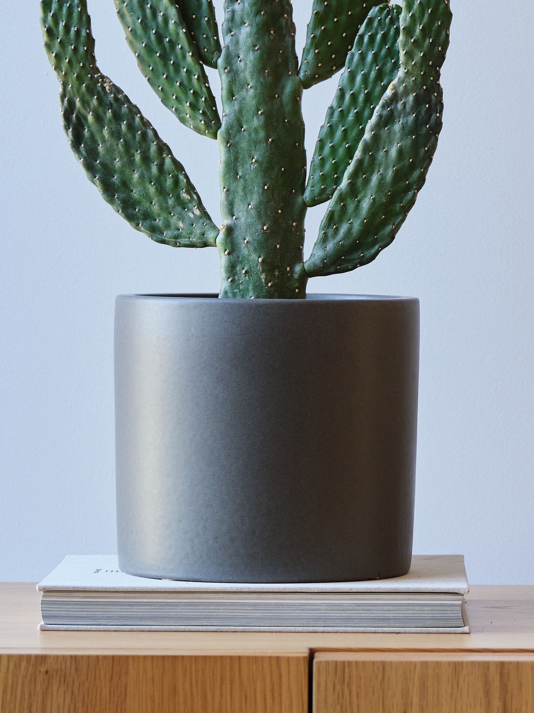 Graphite Real Cowboy Cactus Plant in Earthenware Pot - Image 4 of 4 Graphite Real Cowboy Cactus Plant in Earthenware Pot - Image 4 of 4