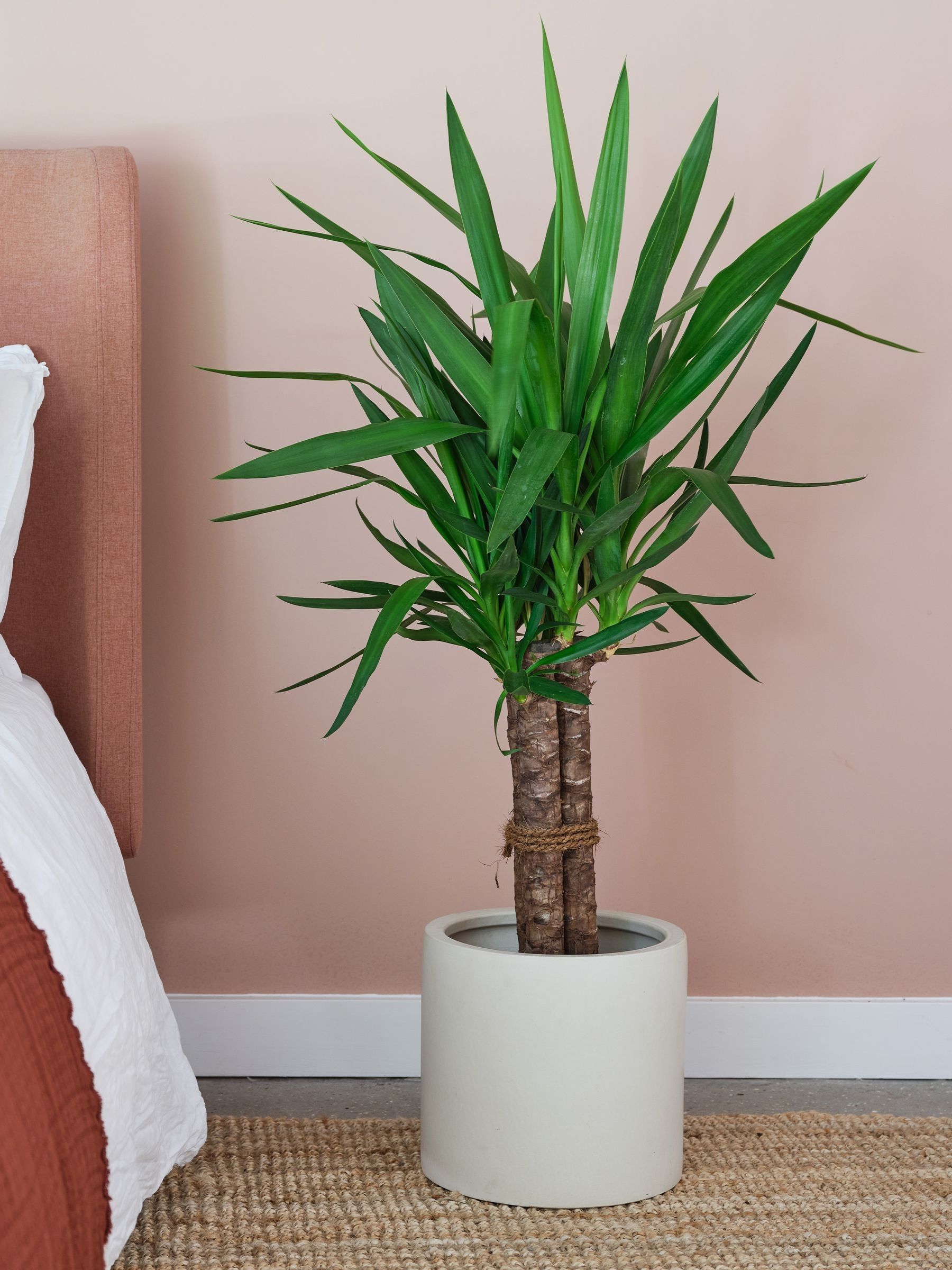 Beards & Daisies Oyster Real Yucca Plant in Earthenware Pot - Image 1 of 4