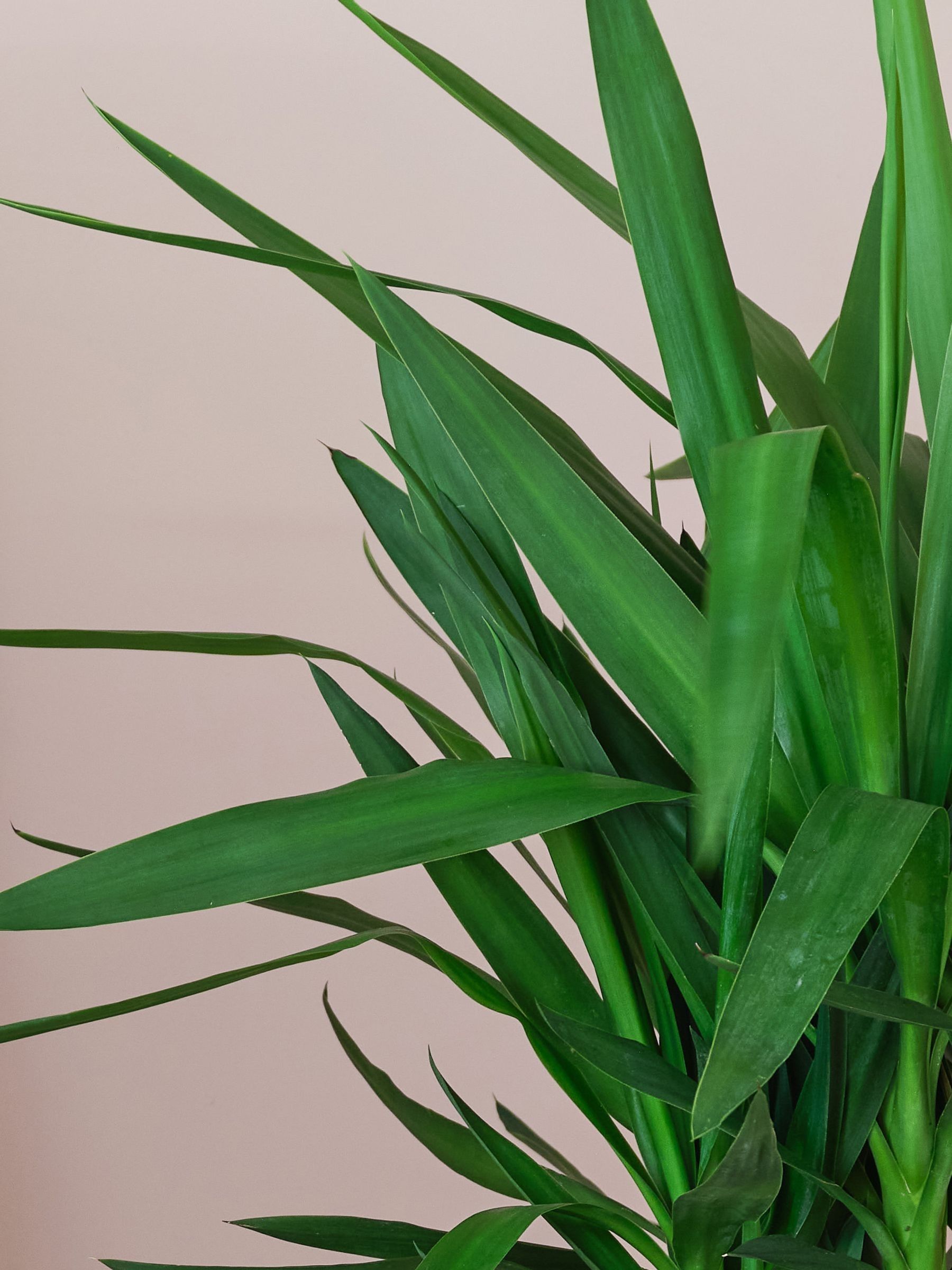 Beards & Daisies Oyster Real Yucca Plant in Earthenware Pot - Image 2 of 4