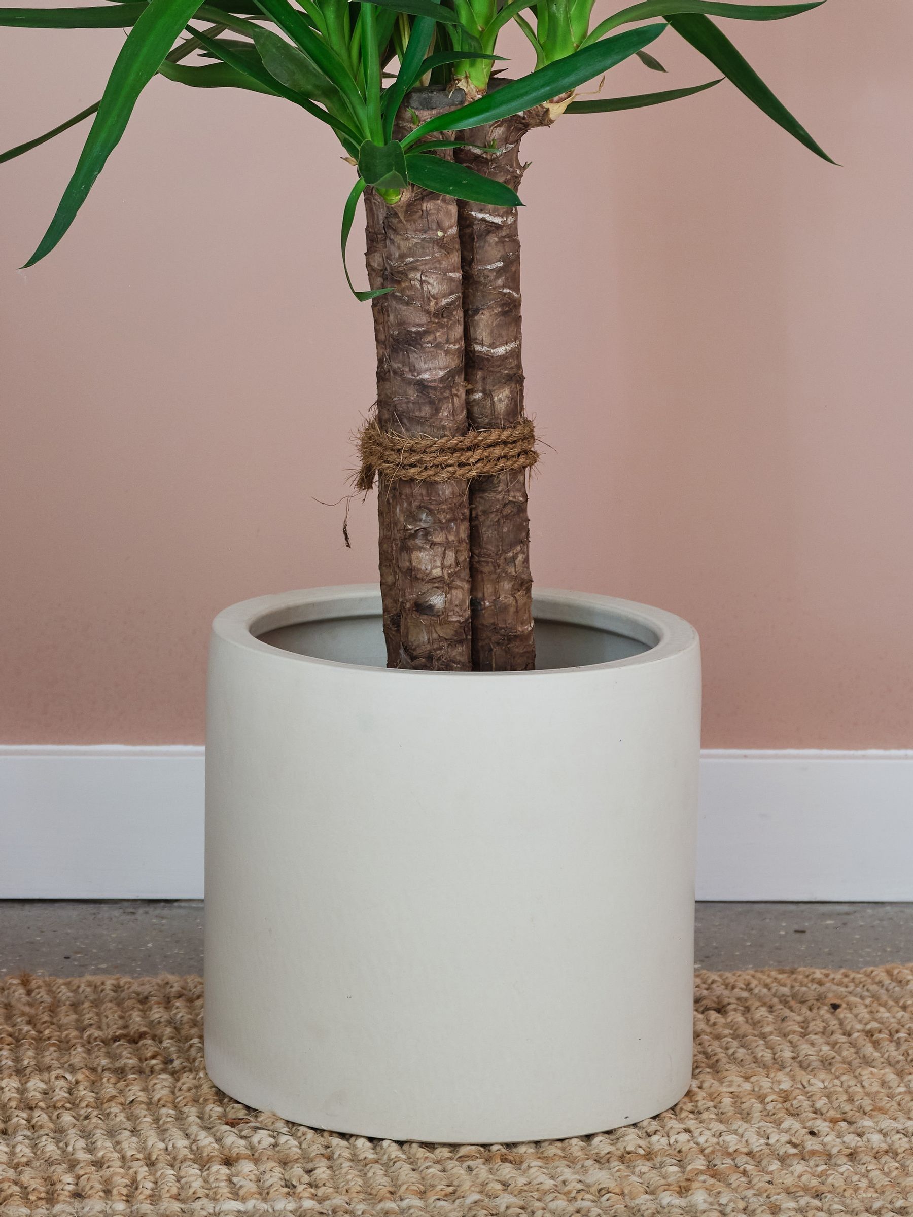 Beards & Daisies Oyster Real Yucca Plant in Earthenware Pot - Image 4 of 4