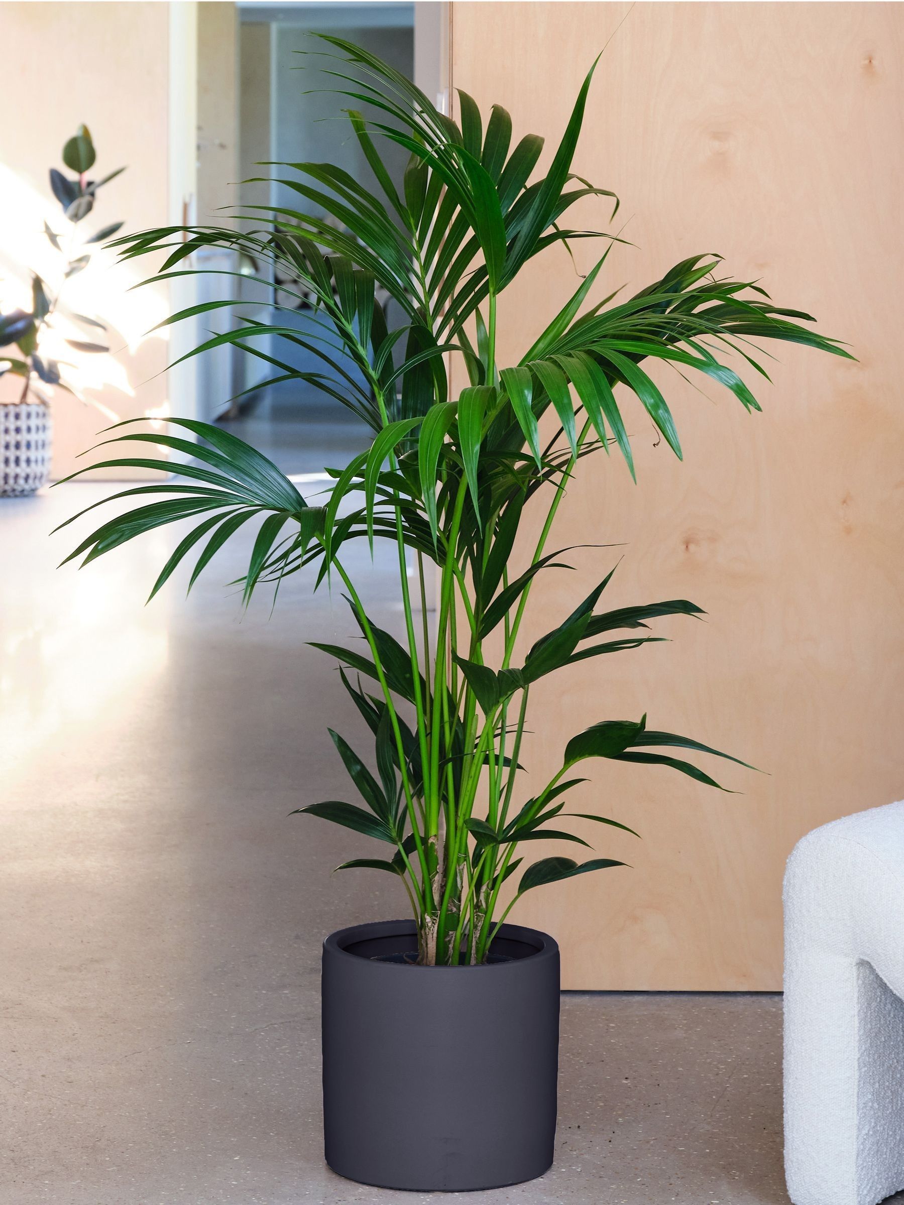 Graphite Real Kentia Palm Plant in Earthenware Pot - Image 1 of 3 Graphite Real Kentia Palm Plant in Earthenware Pot - Image 1 of 3