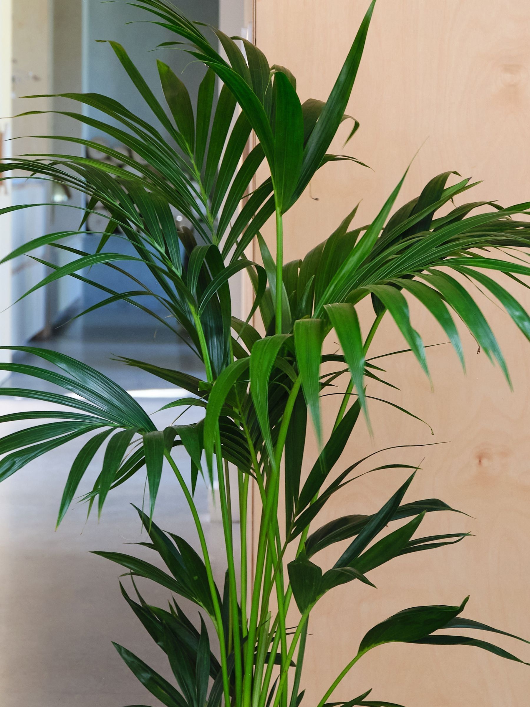 Graphite Real Kentia Palm Plant in Earthenware Pot - Image 2 of 3