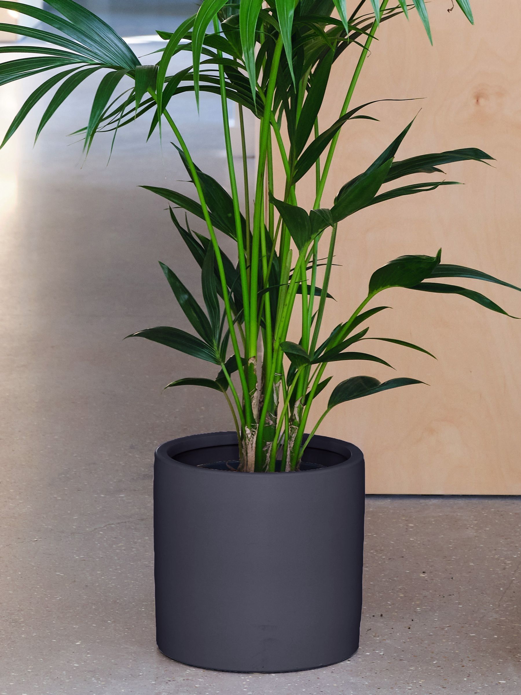 Graphite Real Kentia Palm Plant in Earthenware Pot - Image 3 of 3