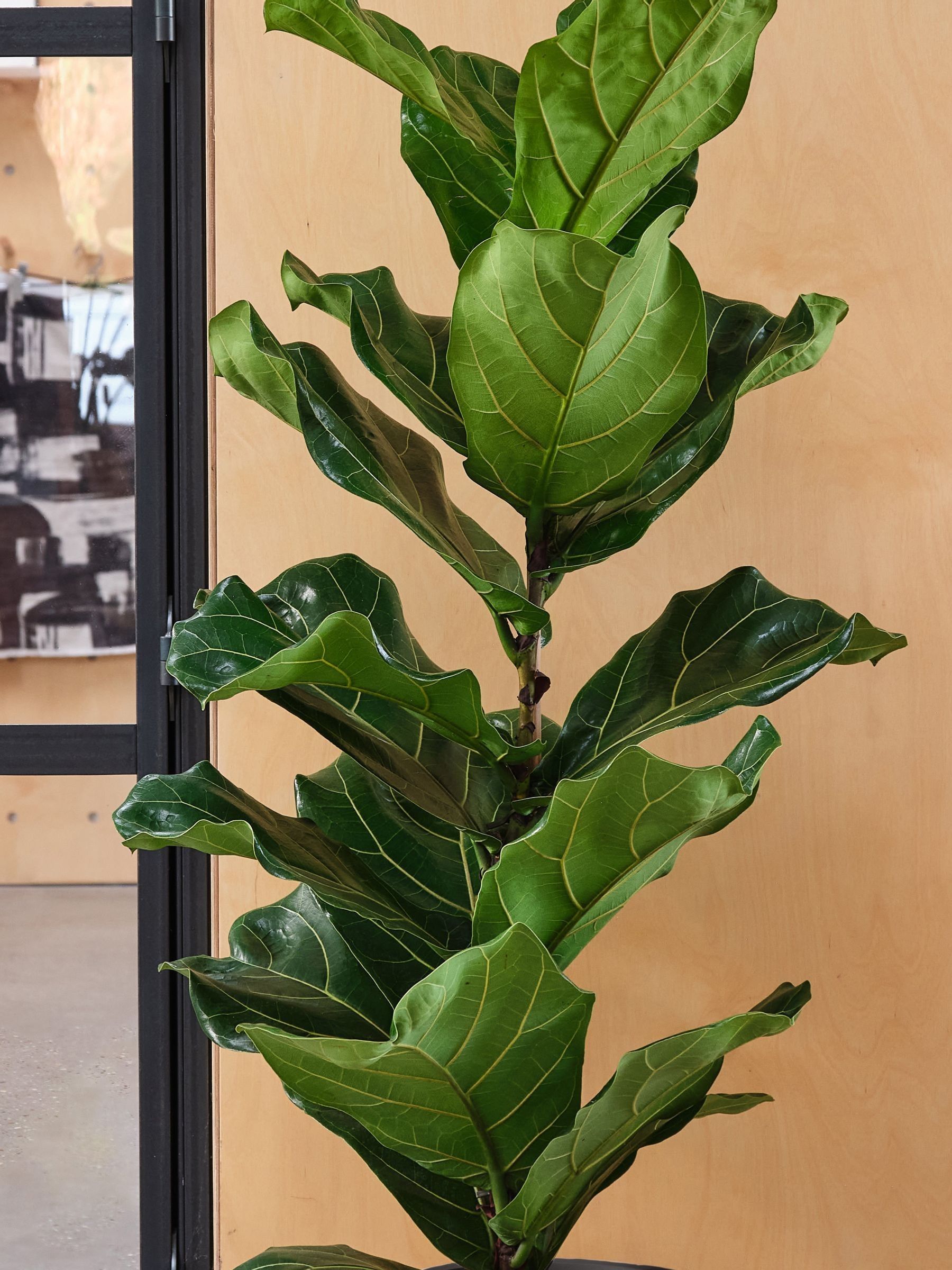 Beards & Daisies Graphite Real Fiddle Leaf Fig Plant in Earthenware Pot - Image 2 of 3 Beards & Daisies Graphite Real Fiddle Leaf Fig Plant in Earthenware Pot - Image 2 of 3