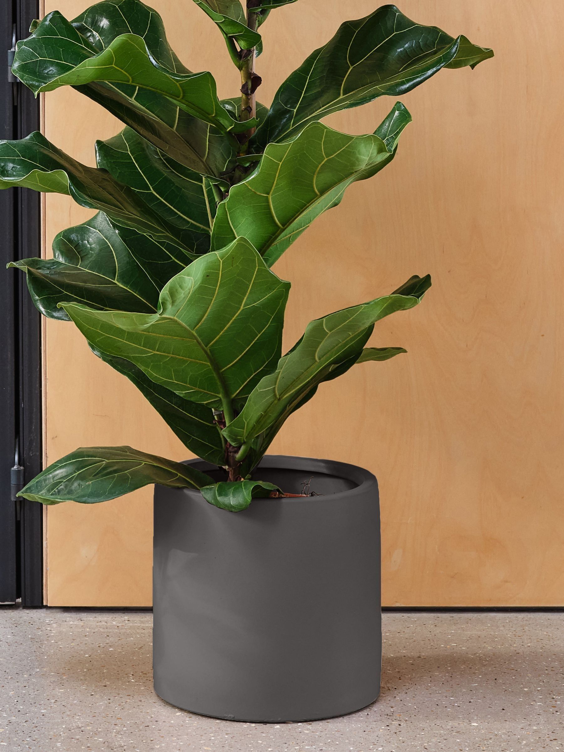 Beards & Daisies Graphite Real Fiddle Leaf Fig Plant in Earthenware Pot - Image 3 of 3 Beards & Daisies Graphite Real Fiddle Leaf Fig Plant in Earthenware Pot - Image 3 of 3