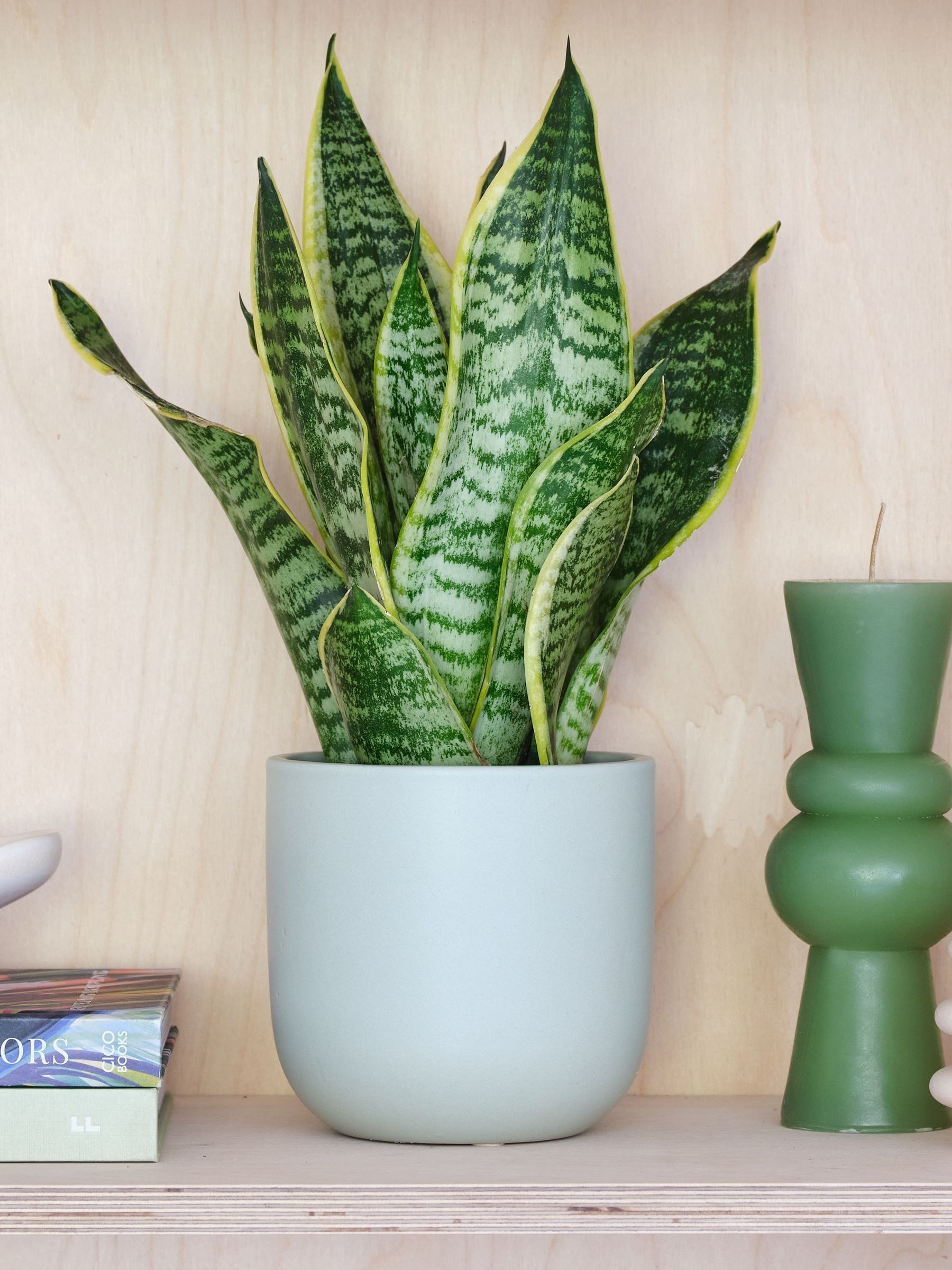 Pistachio Real Snake Plant in Earthenware Pot Set - Image 1 of 3 Pistachio Real Snake Plant in Earthenware Pot Set - Image 1 of 3