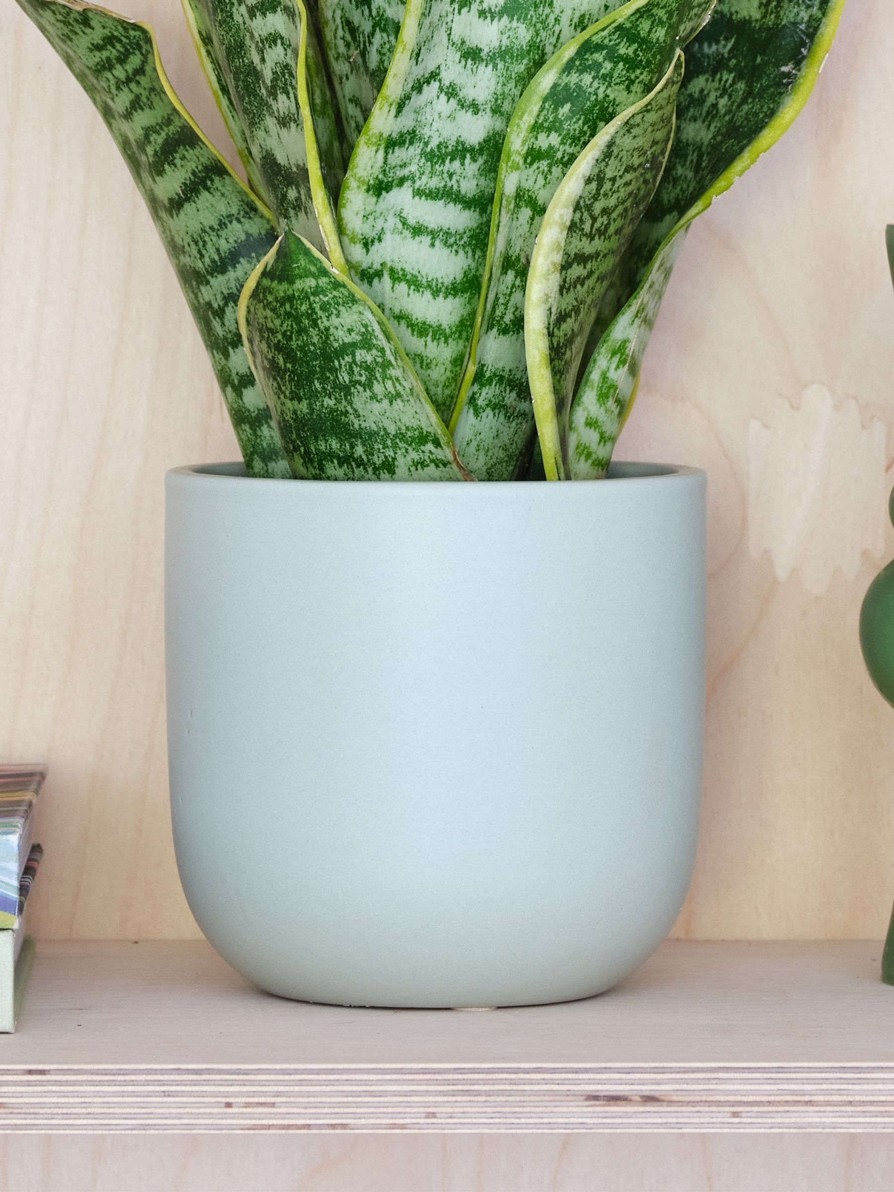 Pistachio Real Snake Plant in Earthenware Pot Set - Image 3 of 3 Pistachio Real Snake Plant in Earthenware Pot Set - Image 3 of 3