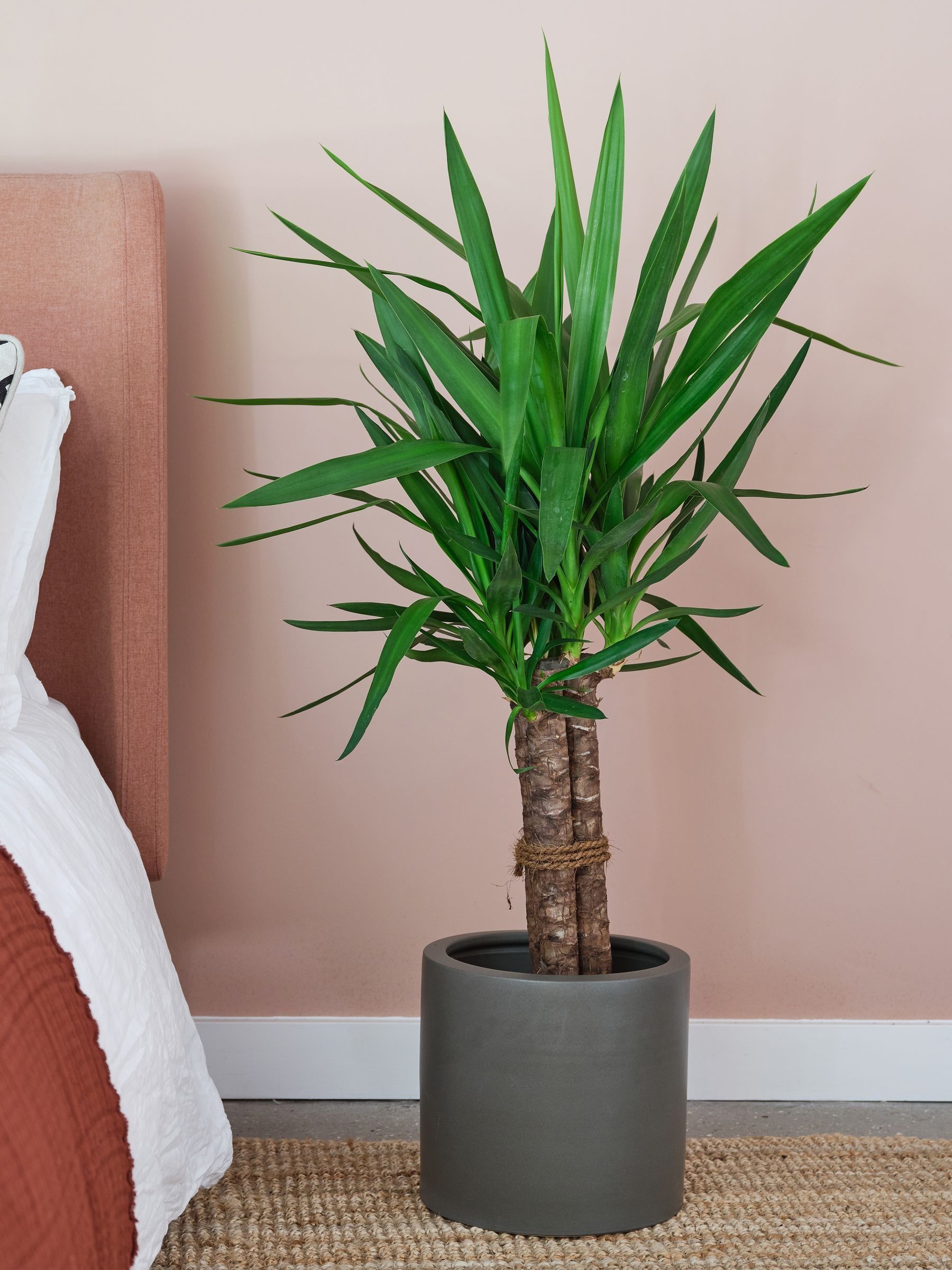 Beards & Daisies Graphite Real Yucca Plant in Earthenware Pot - Image 1 of 4 Beards & Daisies Graphite Real Yucca Plant in Earthenware Pot - Image 1 of 4