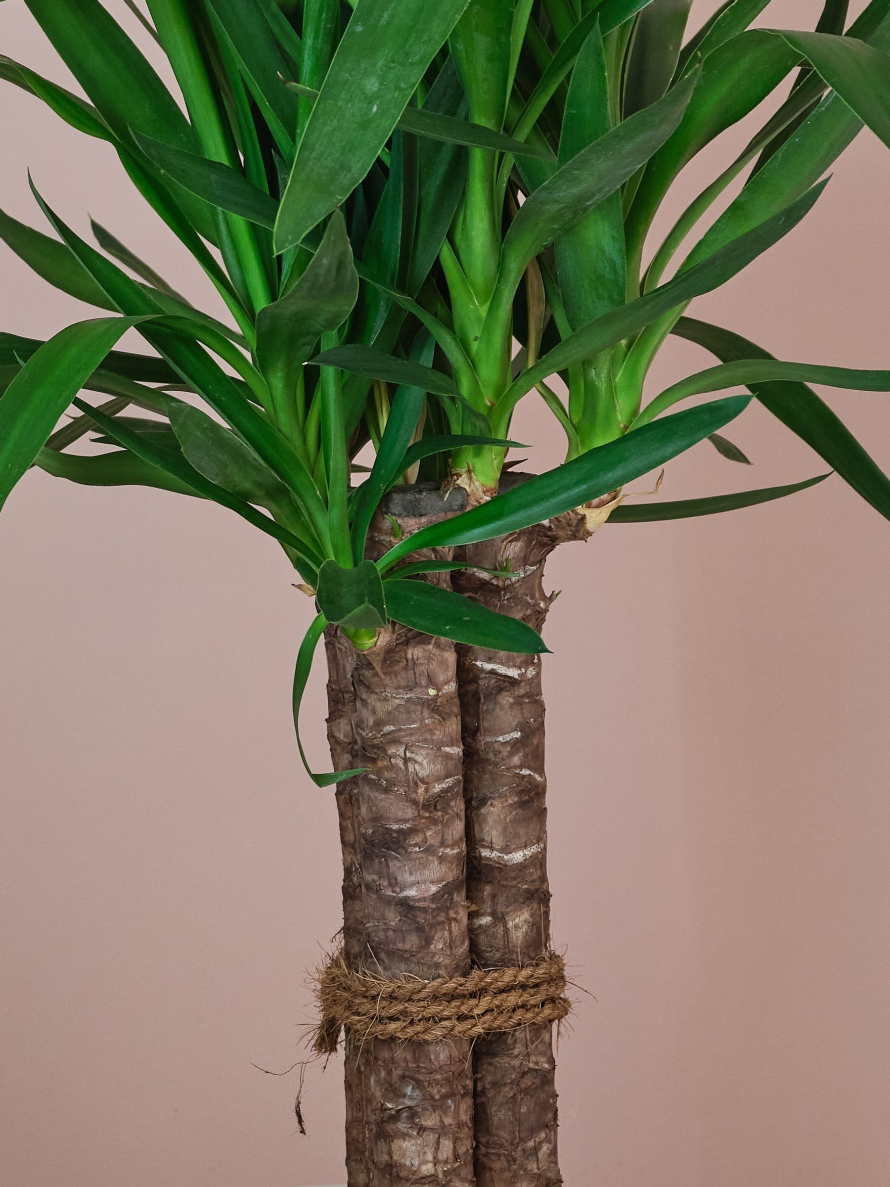 Beards & Daisies Graphite Real Yucca Plant in Earthenware Pot - Image 3 of 4