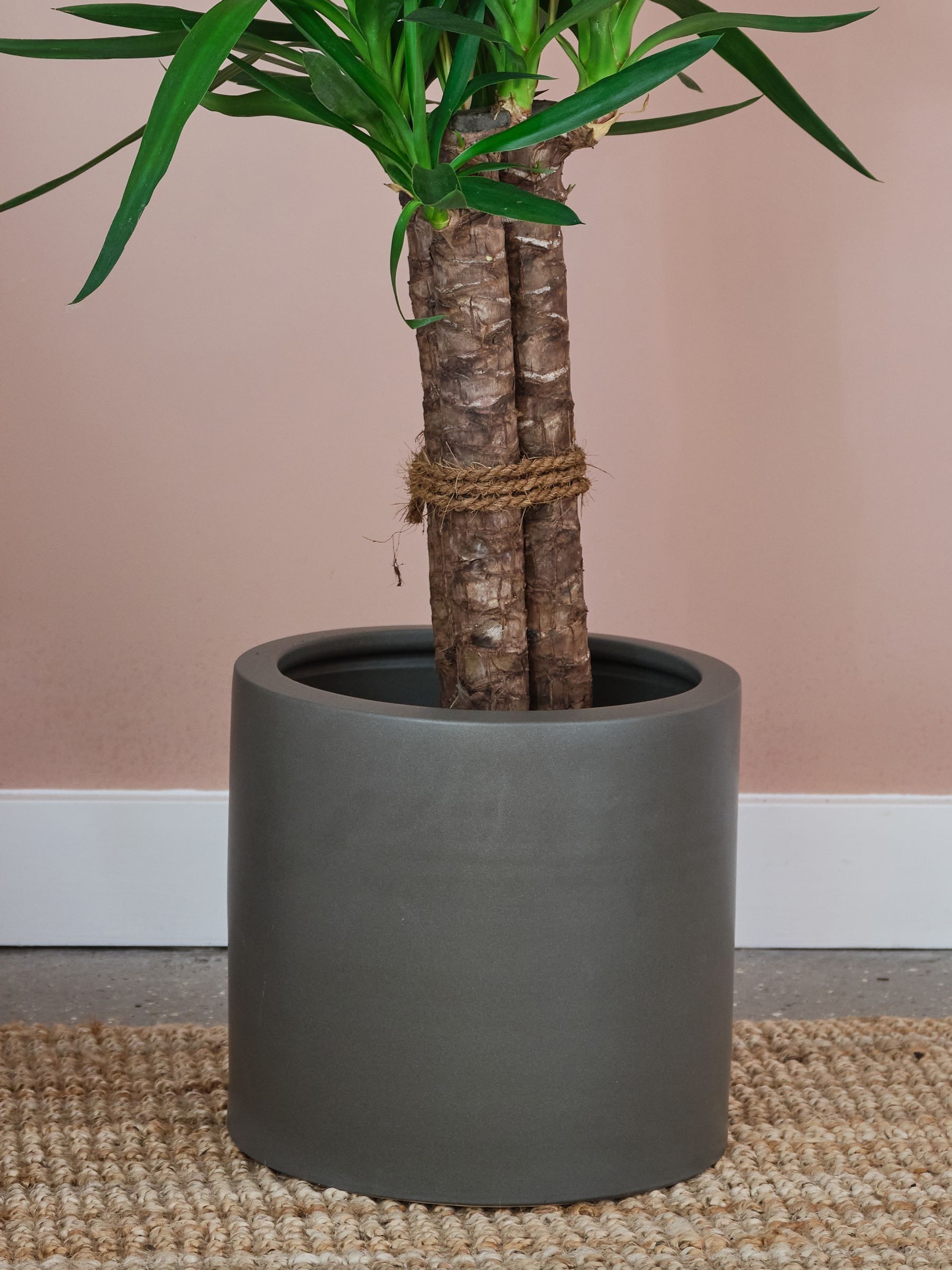 Beards & Daisies Graphite Real Yucca Plant in Earthenware Pot - Image 4 of 4