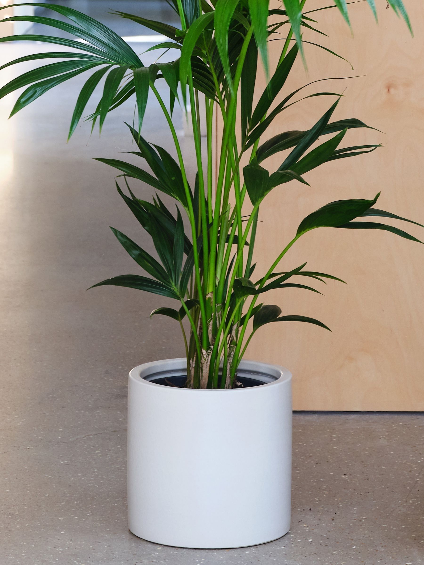 Oyster Real Kentia Palm Plant in Earthenware Pot - Image 1 of 3