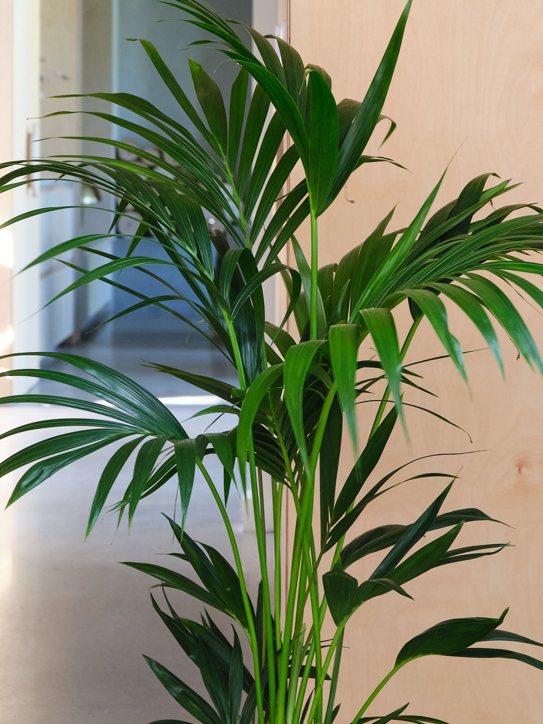 Oyster Real Kentia Palm Plant in Earthenware Pot - Image 2 of 3