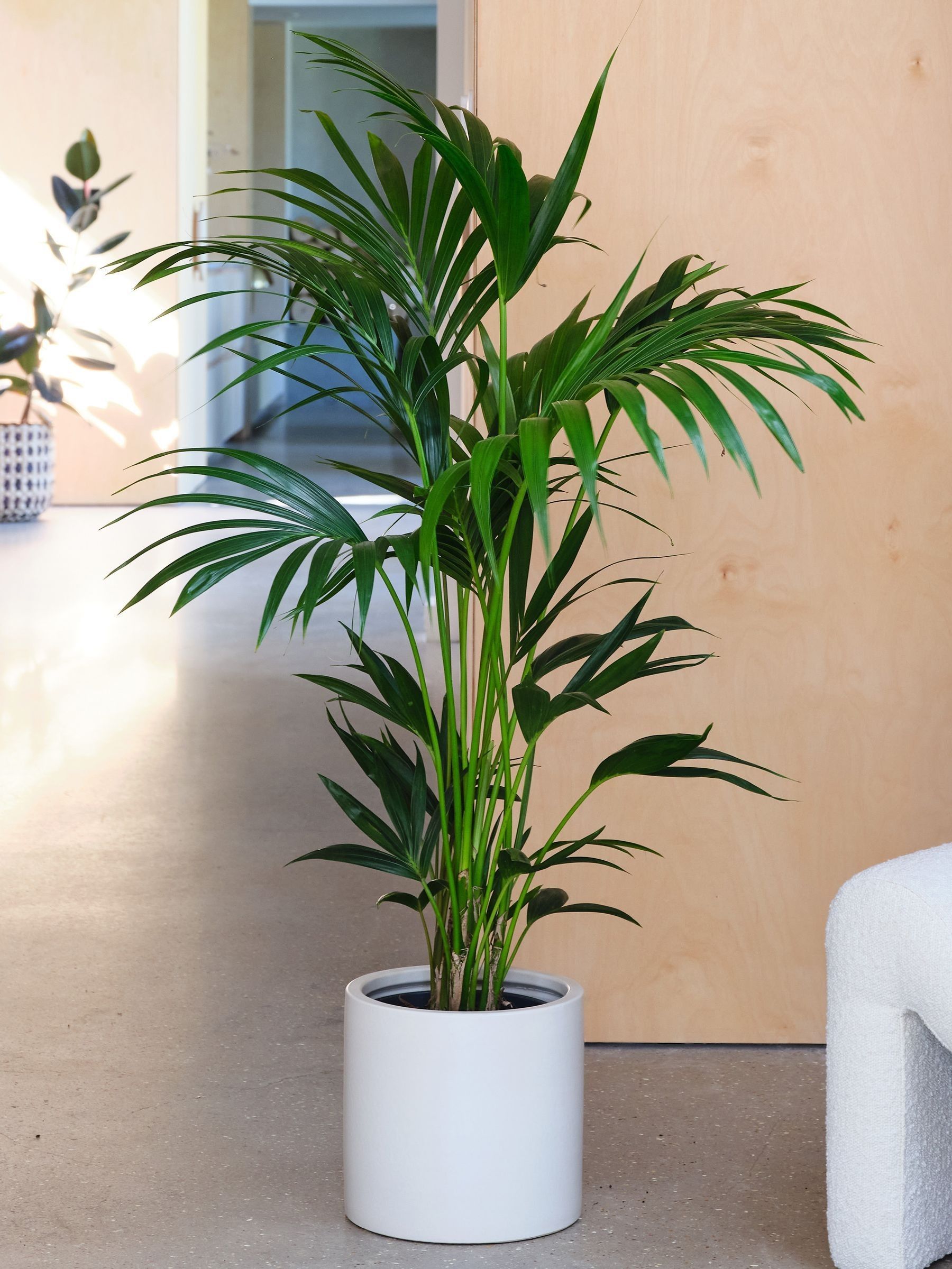 Oyster Real Kentia Palm Plant in Earthenware Pot - Image 3 of 3 Oyster Real Kentia Palm Plant in Earthenware Pot - Image 3 of 3