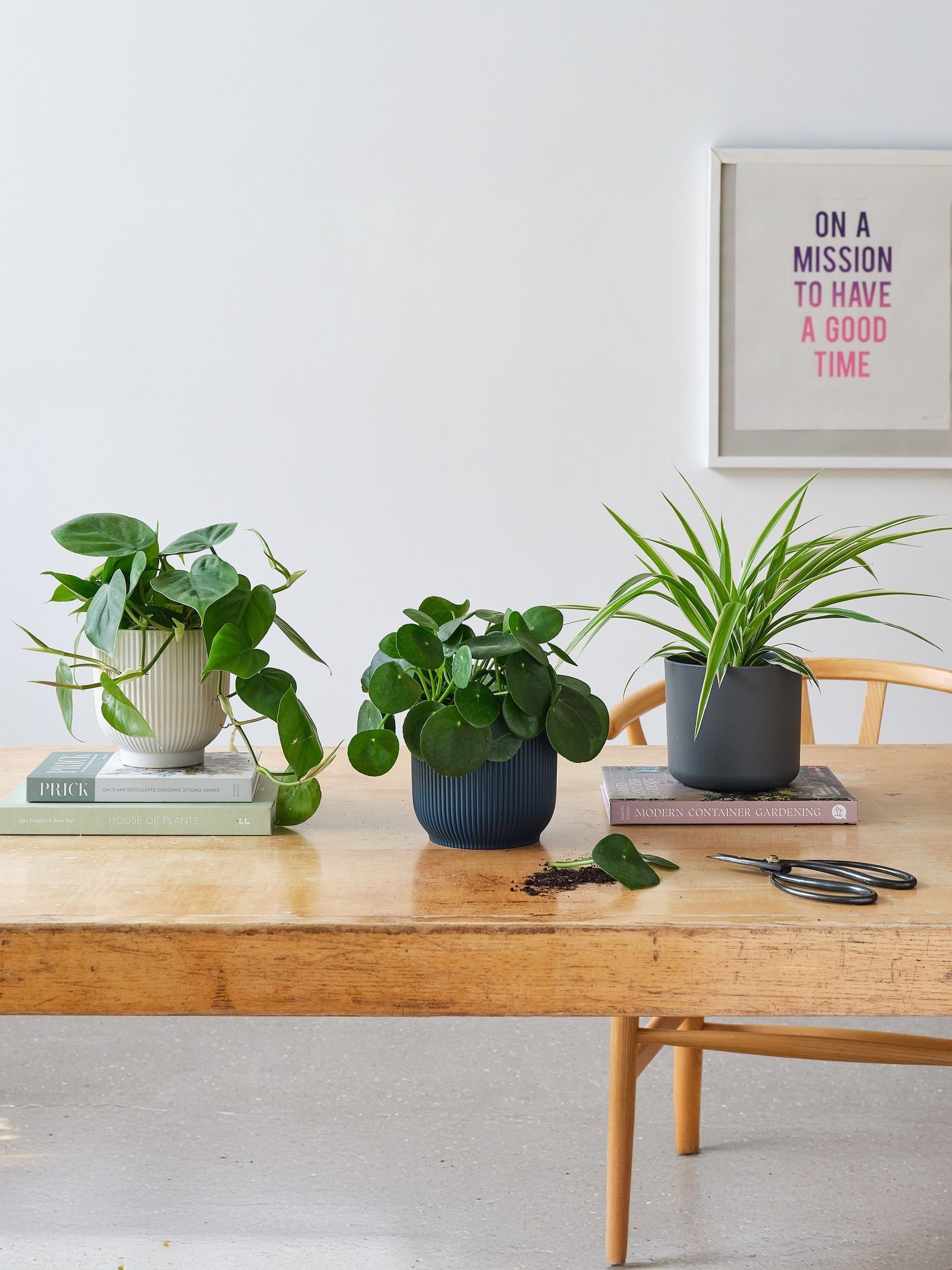 Green Real Propagation Plant Bundle in Pots - Image 1 of 4 Green Real Propagation Plant Bundle in Pots - Image 1 of 4
