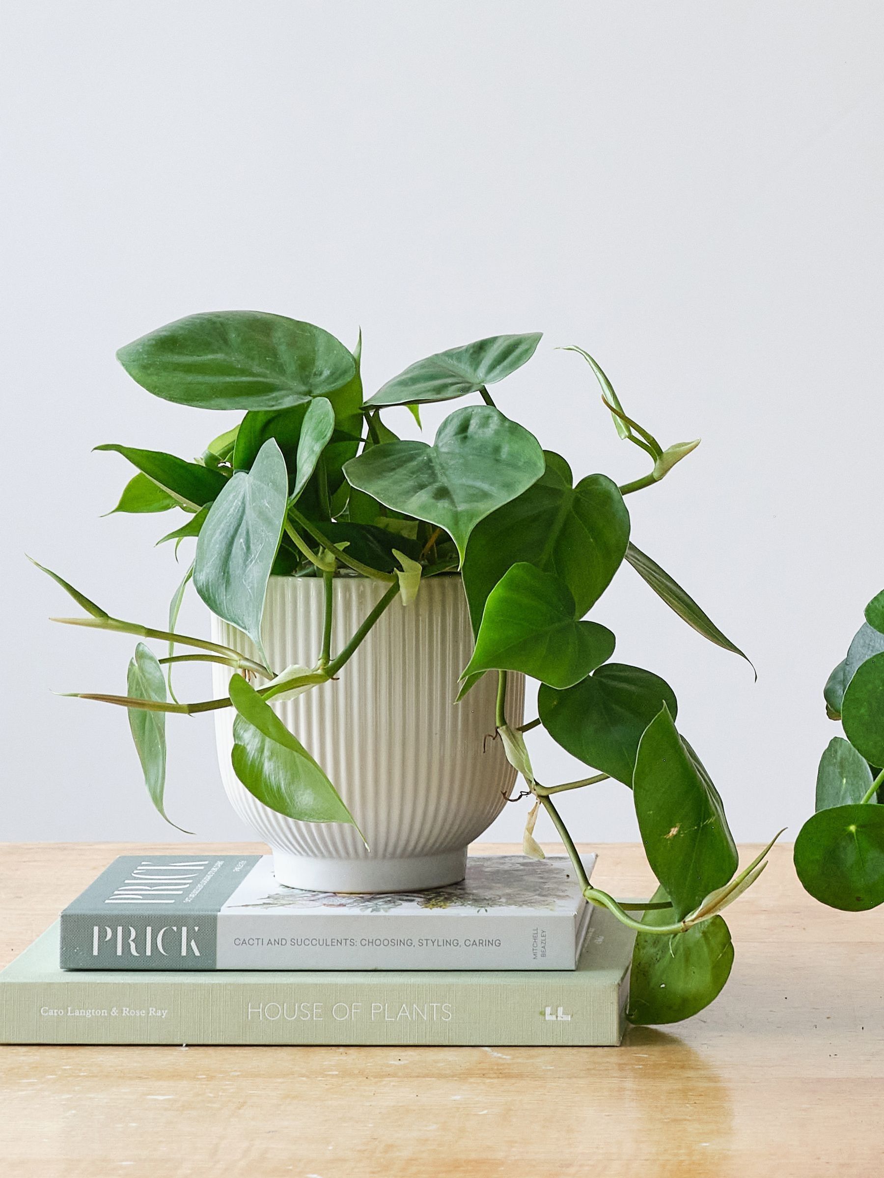 Green Real Propagation Plant Bundle in Pots - Image 2 of 4 Green Real Propagation Plant Bundle in Pots - Image 2 of 4