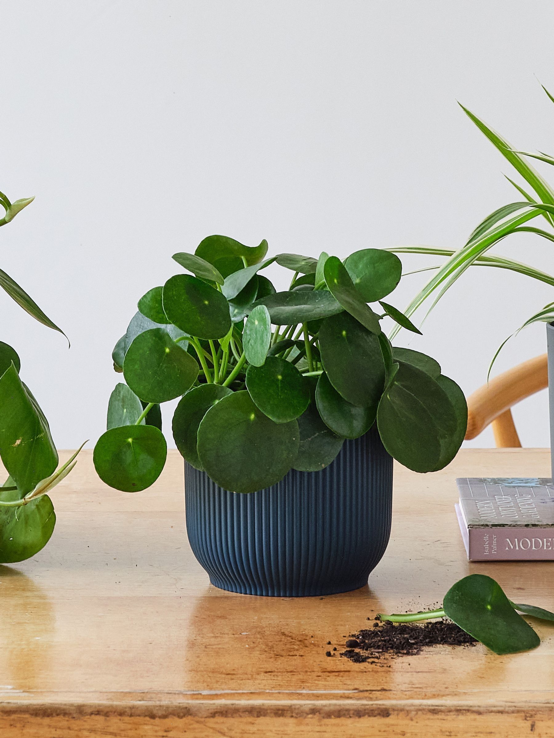 Green Real Propagation Plant Bundle in Pots - Image 3 of 4