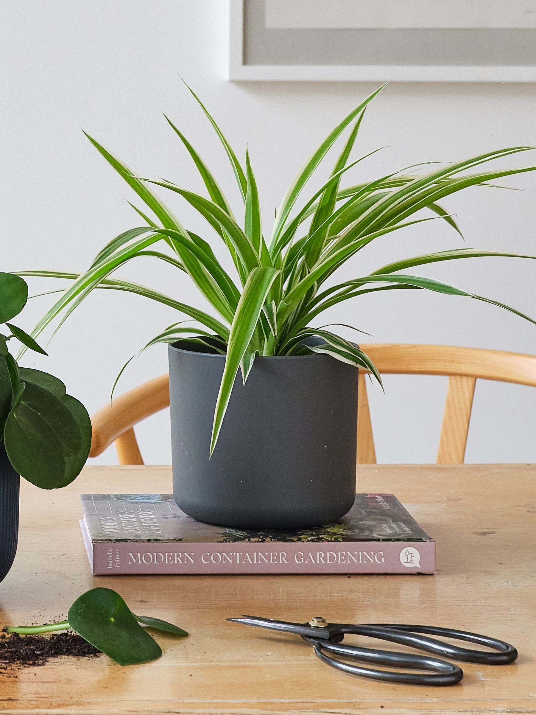 Green Real Propagation Plant Bundle in Pots - Image 4 of 4