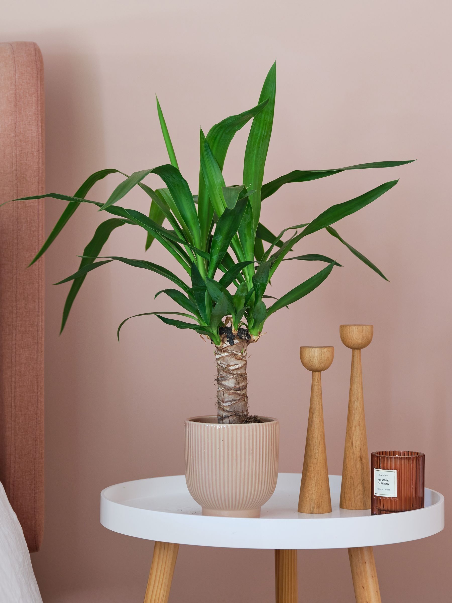 Beards & Daisies Pink Real Yucca Plant in Ribbed Pot - Image 1 of 3