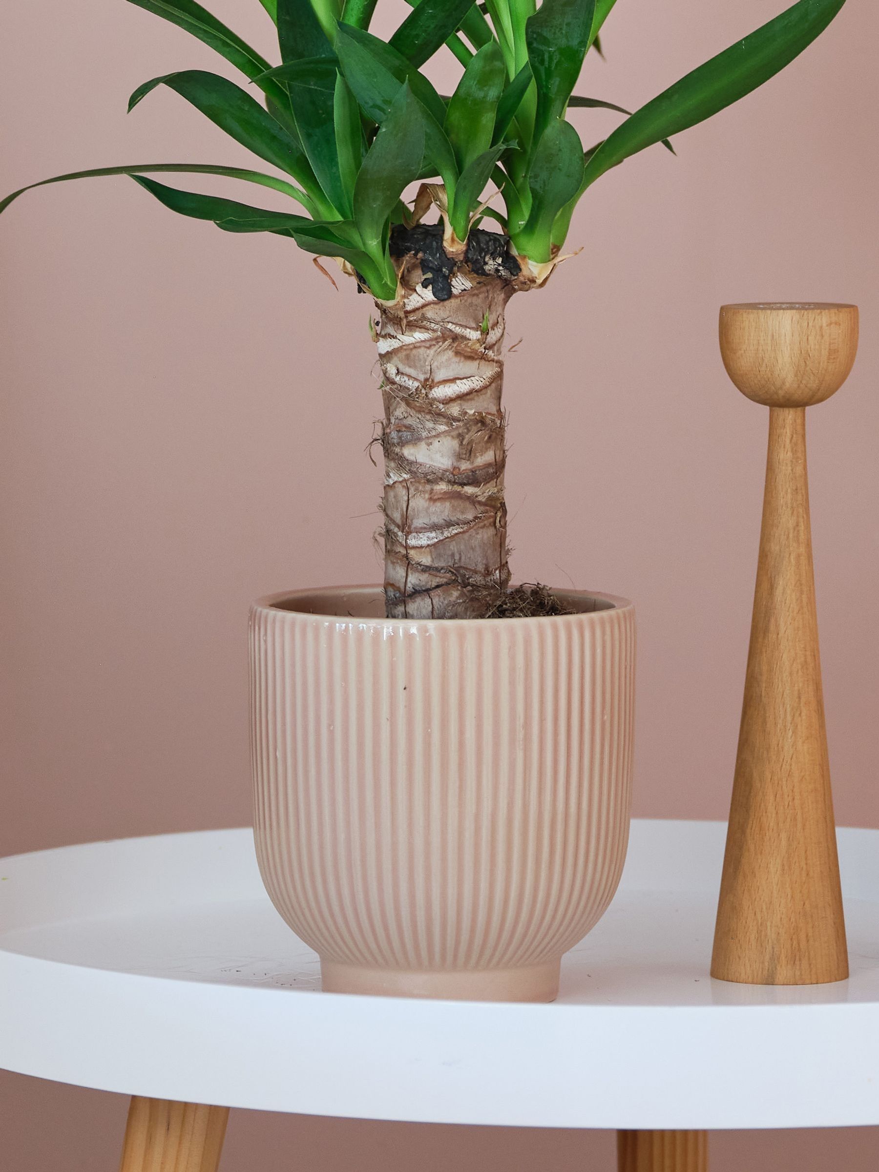Beards & Daisies Pink Real Yucca Plant in Ribbed Pot - Image 3 of 3 Beards & Daisies Pink Real Yucca Plant in Ribbed Pot - Image 3 of 3
