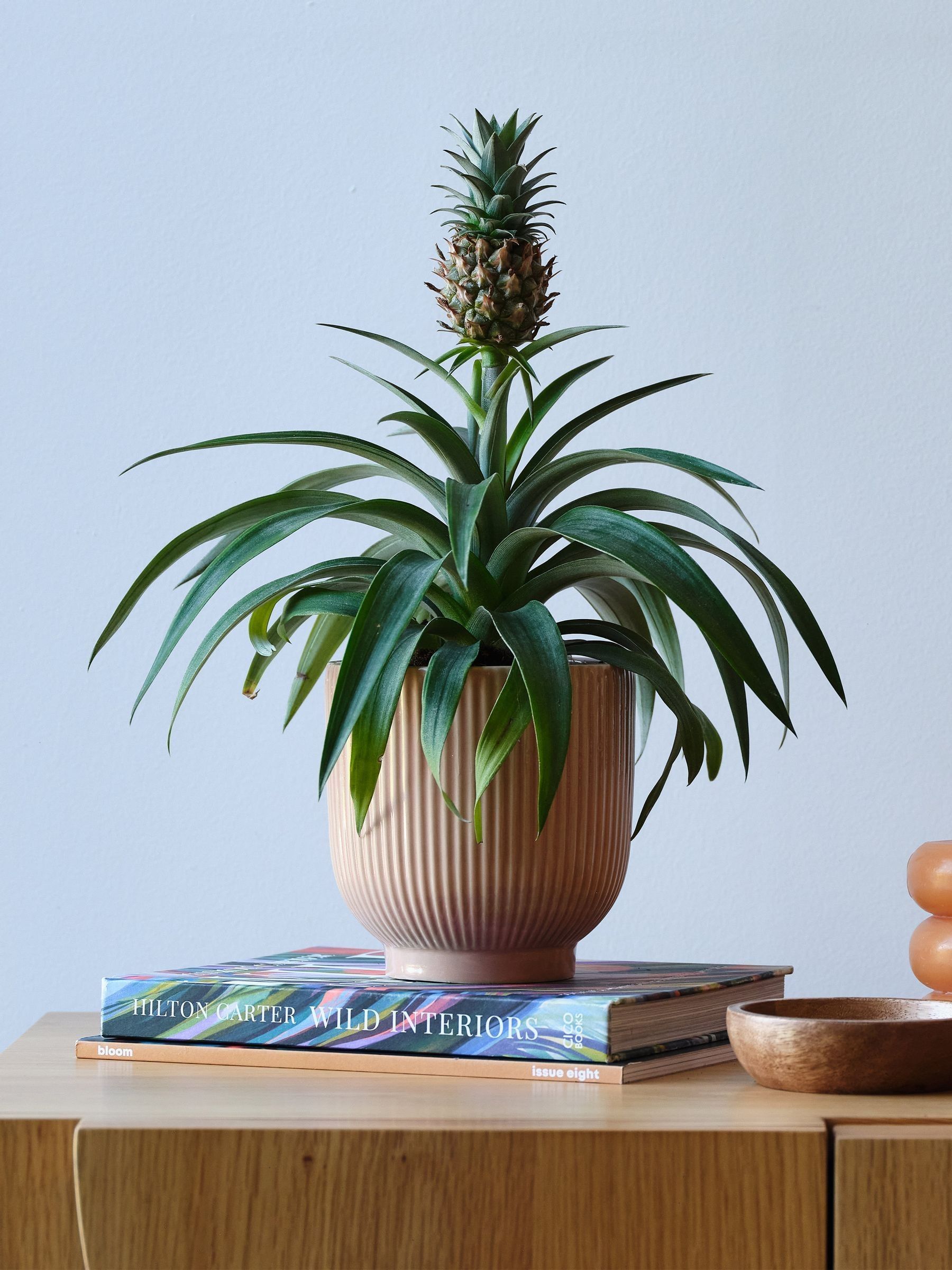Beards & Daisies Pink Real Pineapple Plant in Ribbed Pot - Image 1 of 4 Beards & Daisies Pink Real Pineapple Plant in Ribbed Pot - Image 1 of 4