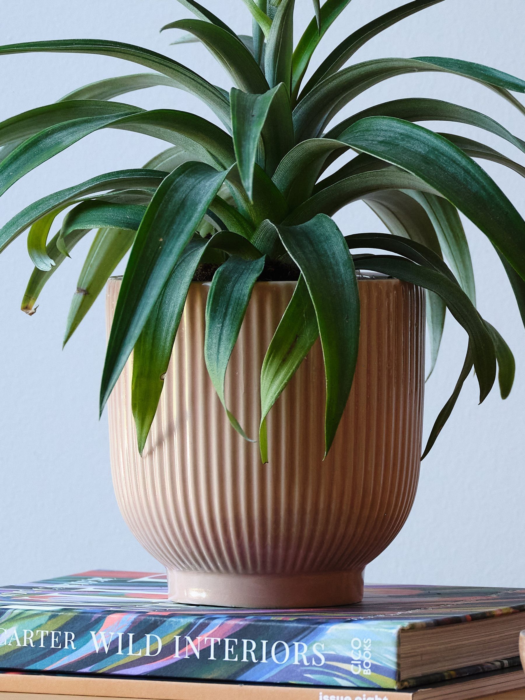 Beards & Daisies Pink Real Pineapple Plant in Ribbed Pot - Image 4 of 4 Beards & Daisies Pink Real Pineapple Plant in Ribbed Pot - Image 4 of 4