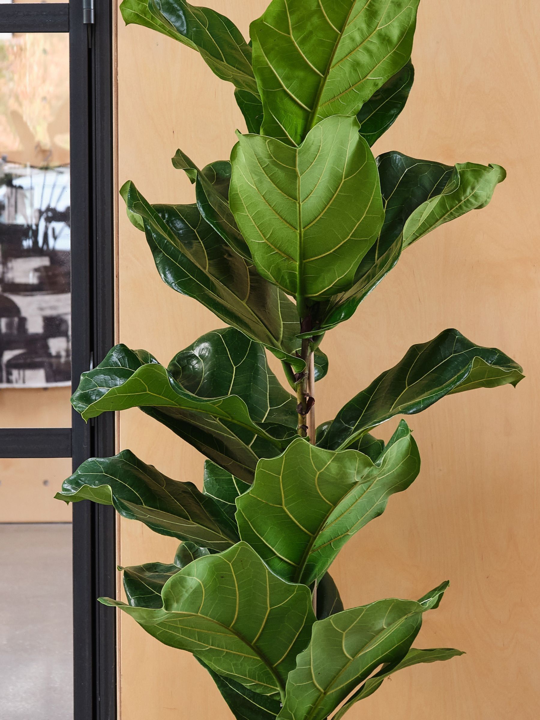 Beards & Daisies Oyster Real Fiddle Leaf Fig Plant in Earthenware Pot - Image 2 of 3
