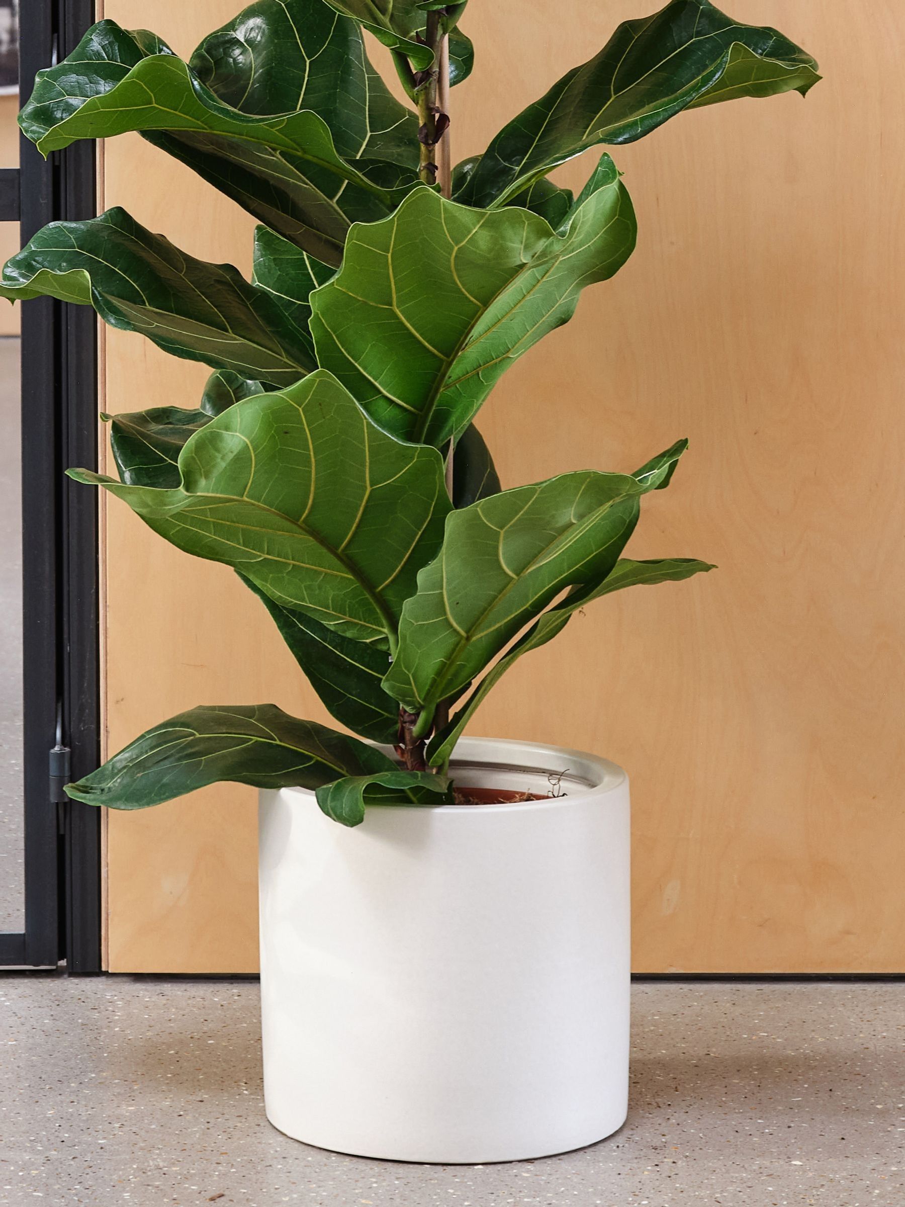 Beards & Daisies Oyster Real Fiddle Leaf Fig Plant in Earthenware Pot - Image 3 of 3 Beards & Daisies Oyster Real Fiddle Leaf Fig Plant in Earthenware Pot - Image 3 of 3