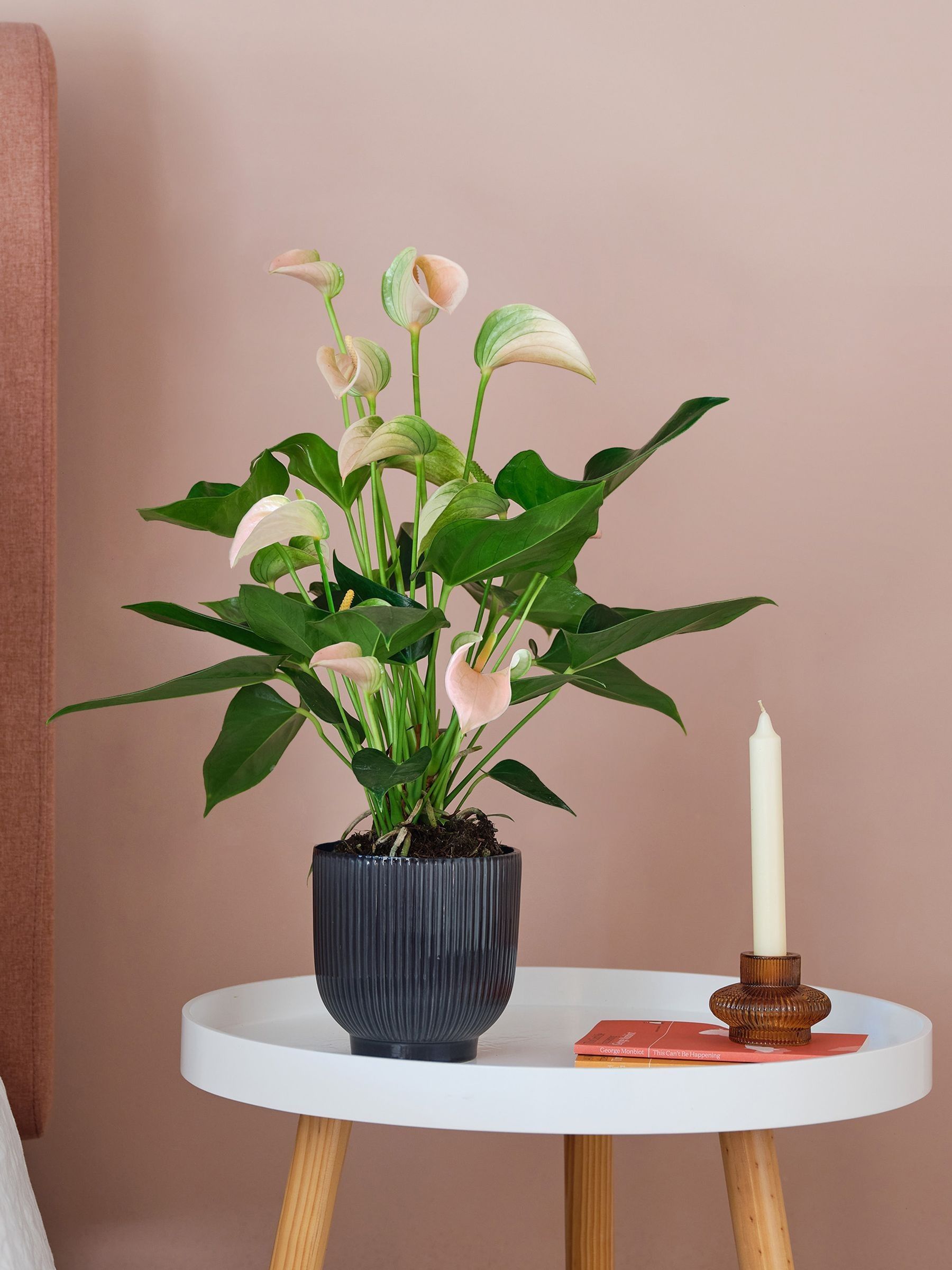 Beards & Daisies Navy Real Peach Anthurium Plant in Ribbed Pot - Image 1 of 3 Beards & Daisies Navy Real Peach Anthurium Plant in Ribbed Pot - Image 1 of 3