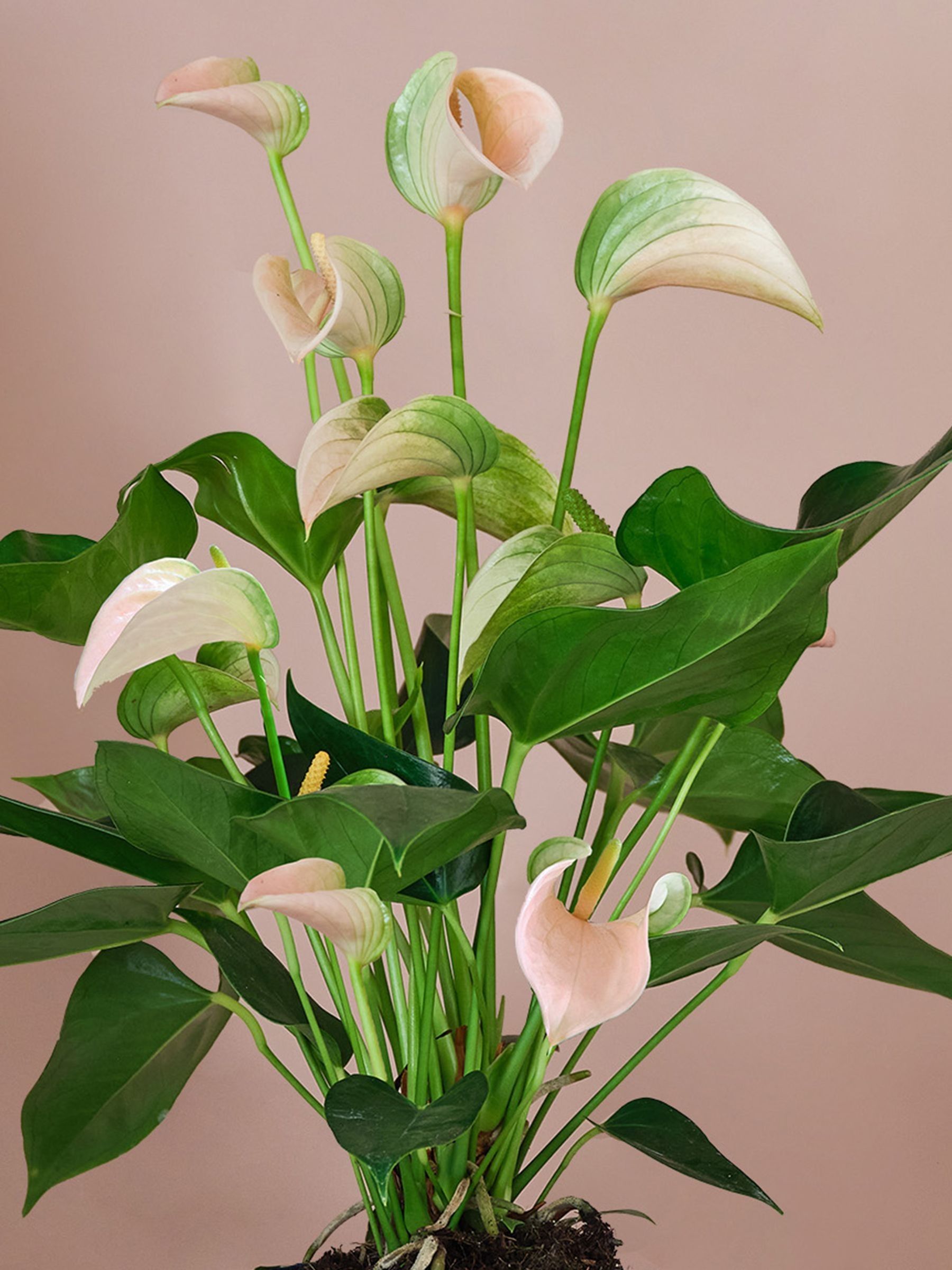 Beards & Daisies Navy Real Peach Anthurium Plant in Ribbed Pot - Image 2 of 3 Beards & Daisies Navy Real Peach Anthurium Plant in Ribbed Pot - Image 2 of 3
