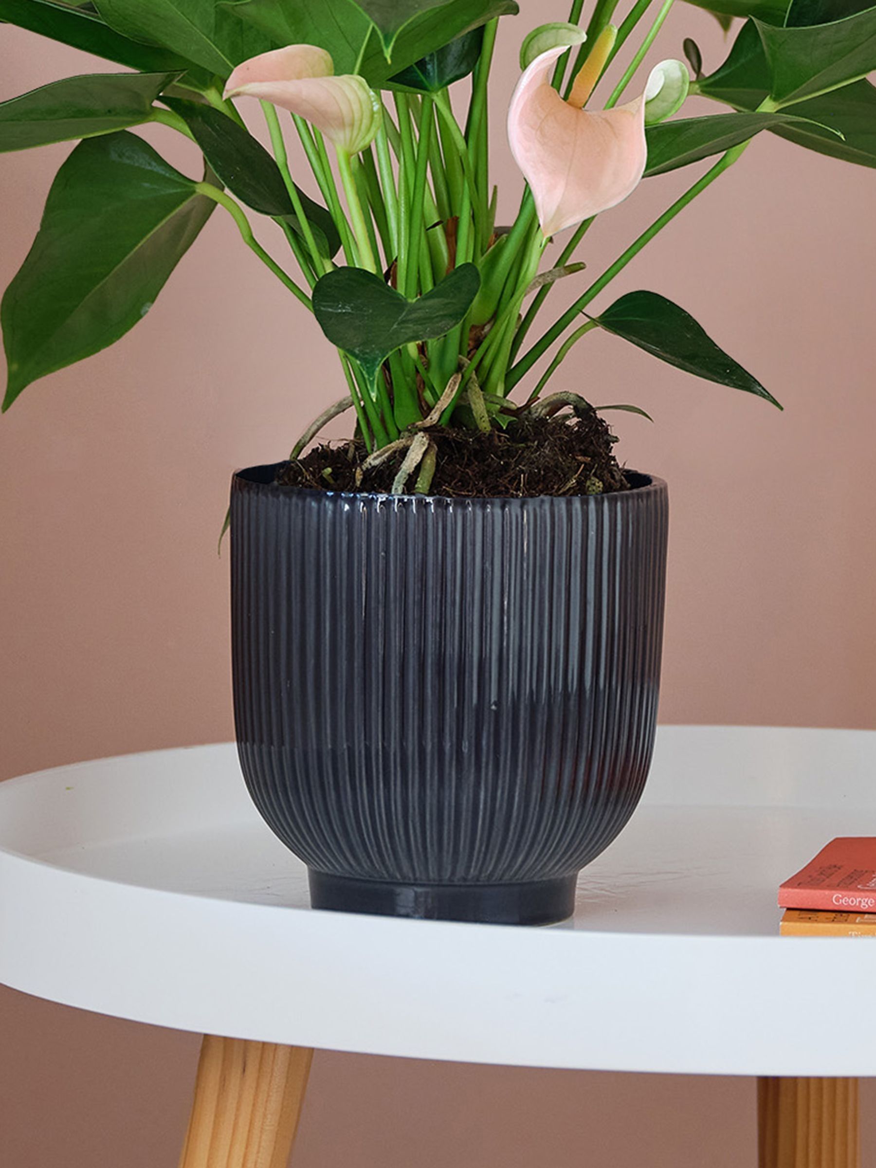 Beards & Daisies Navy Real Peach Anthurium Plant in Ribbed Pot - Image 3 of 3 Beards & Daisies Navy Real Peach Anthurium Plant in Ribbed Pot - Image 3 of 3