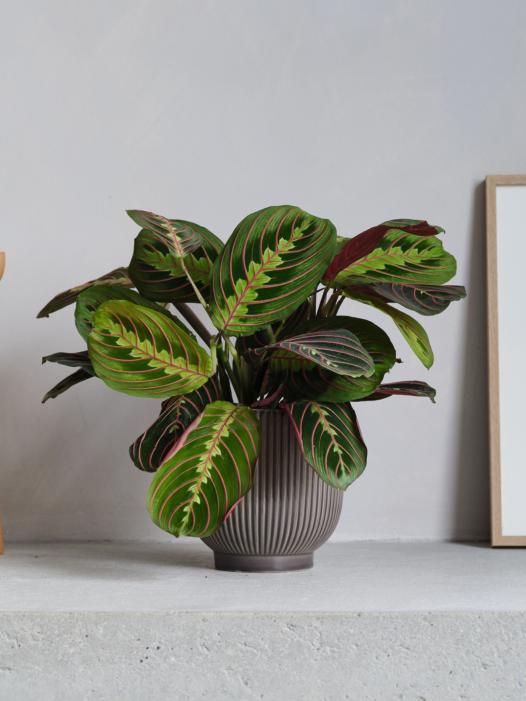 Grey Real Prayer Plant in Ribbed Pot - Image 1 of 3