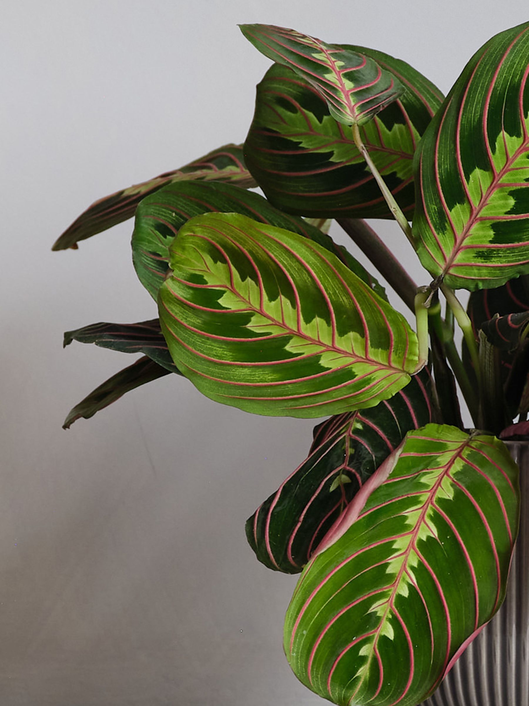 Grey Real Prayer Plant in Ribbed Pot - Image 2 of 3