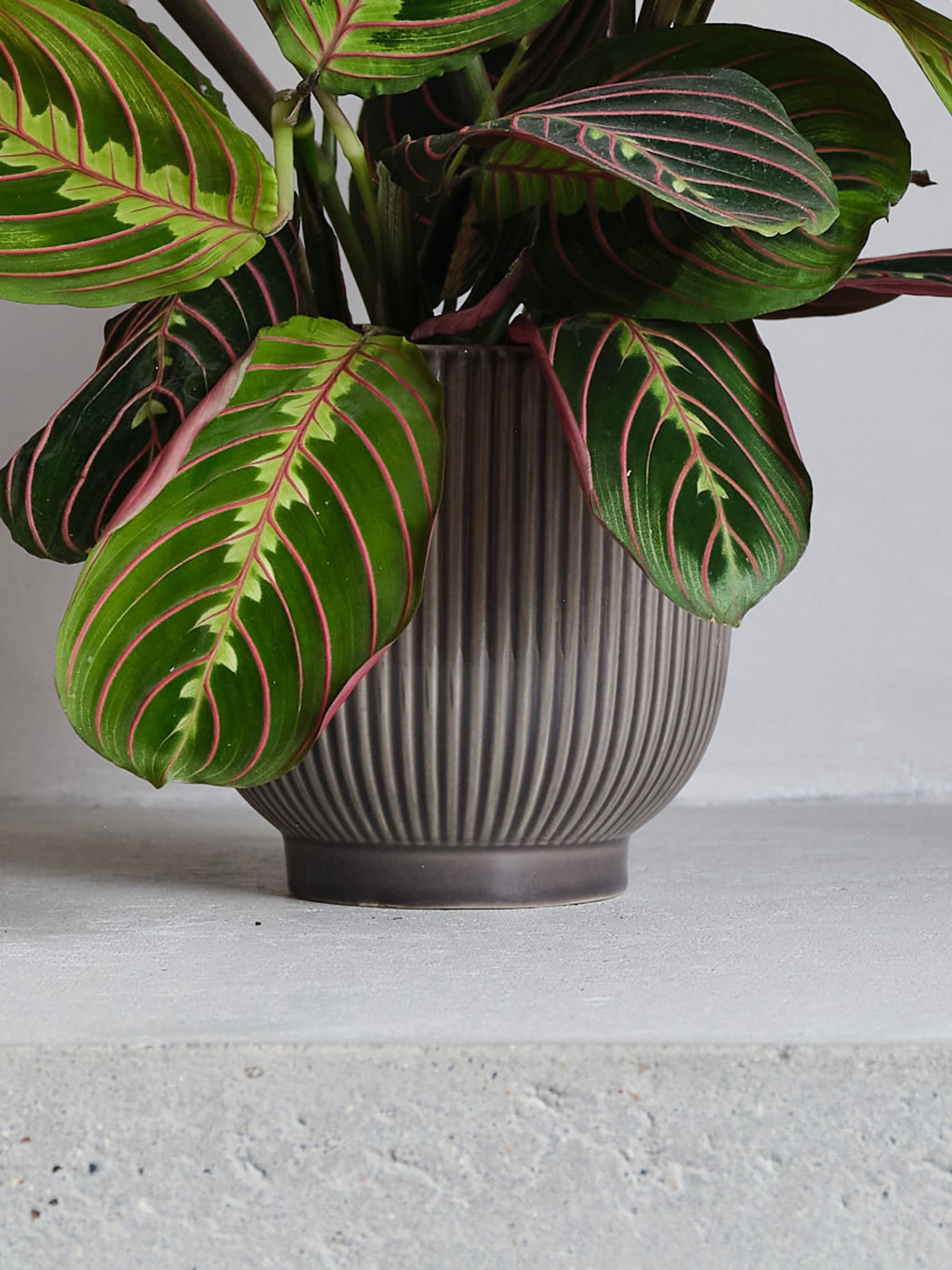 Grey Real Prayer Plant in Ribbed Pot - Image 3 of 3 Grey Real Prayer Plant in Ribbed Pot - Image 3 of 3