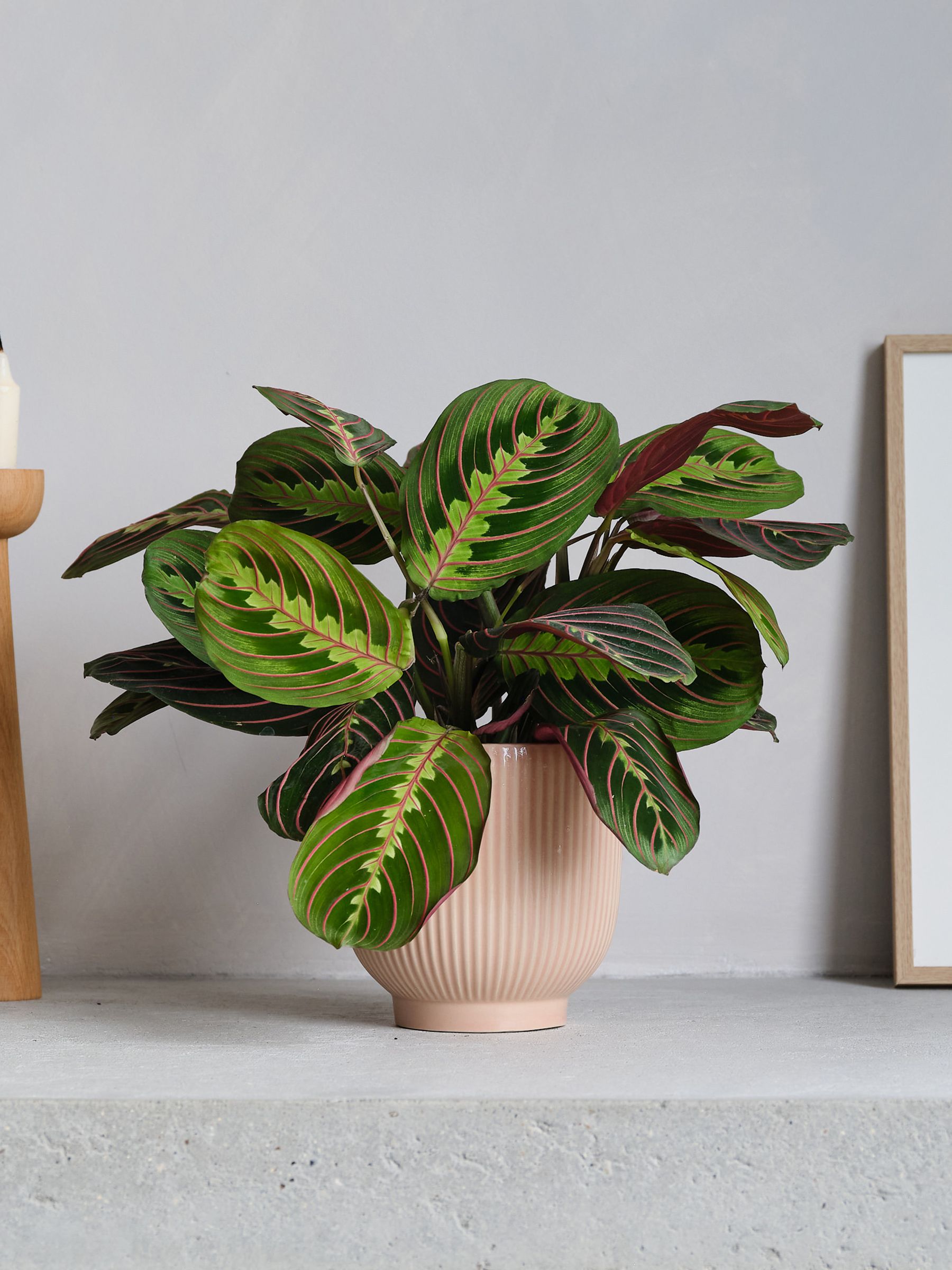 Pink Real Prayer Plant in Ribbed Pot - Image 1 of 3