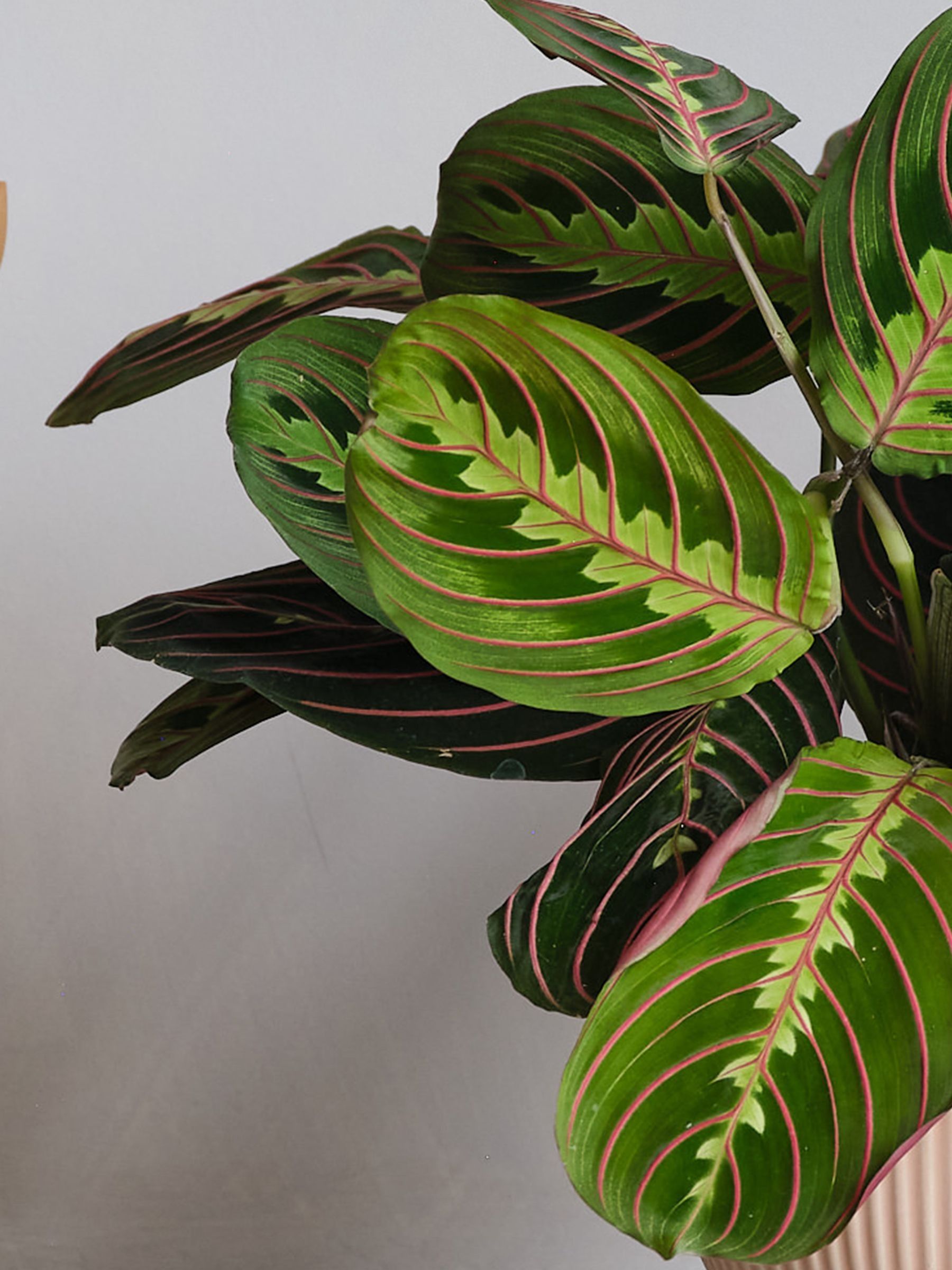 Pink Real Prayer Plant in Ribbed Pot - Image 2 of 3