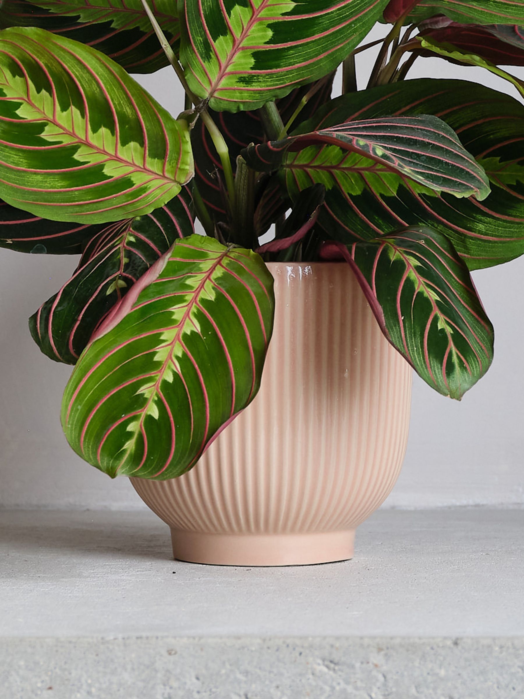 Pink Real Prayer Plant in Ribbed Pot - Image 3 of 3