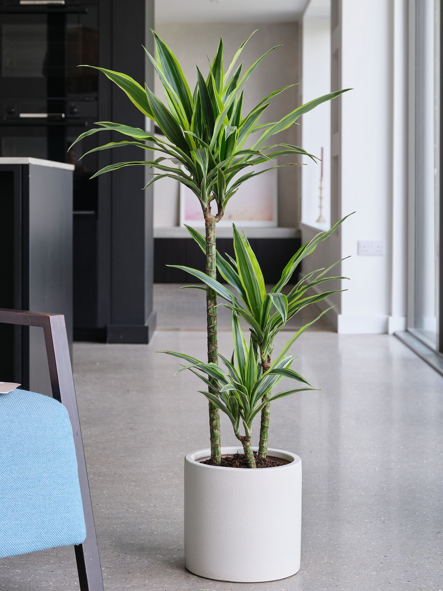 Oyster Real Dracaena Lemon Lime Plant in Earthenware Pot - Image 1 of 3