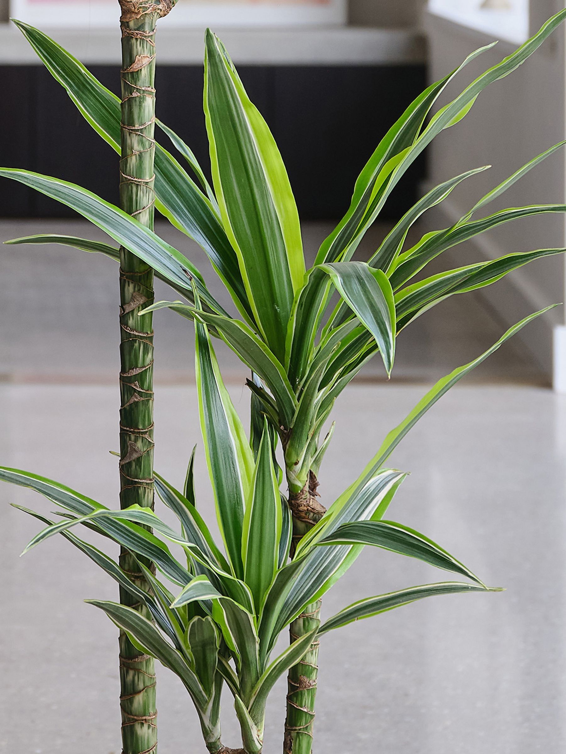 Oyster Real Dracaena Lemon Lime Plant in Earthenware Pot - Image 2 of 3 Oyster Real Dracaena Lemon Lime Plant in Earthenware Pot - Image 2 of 3