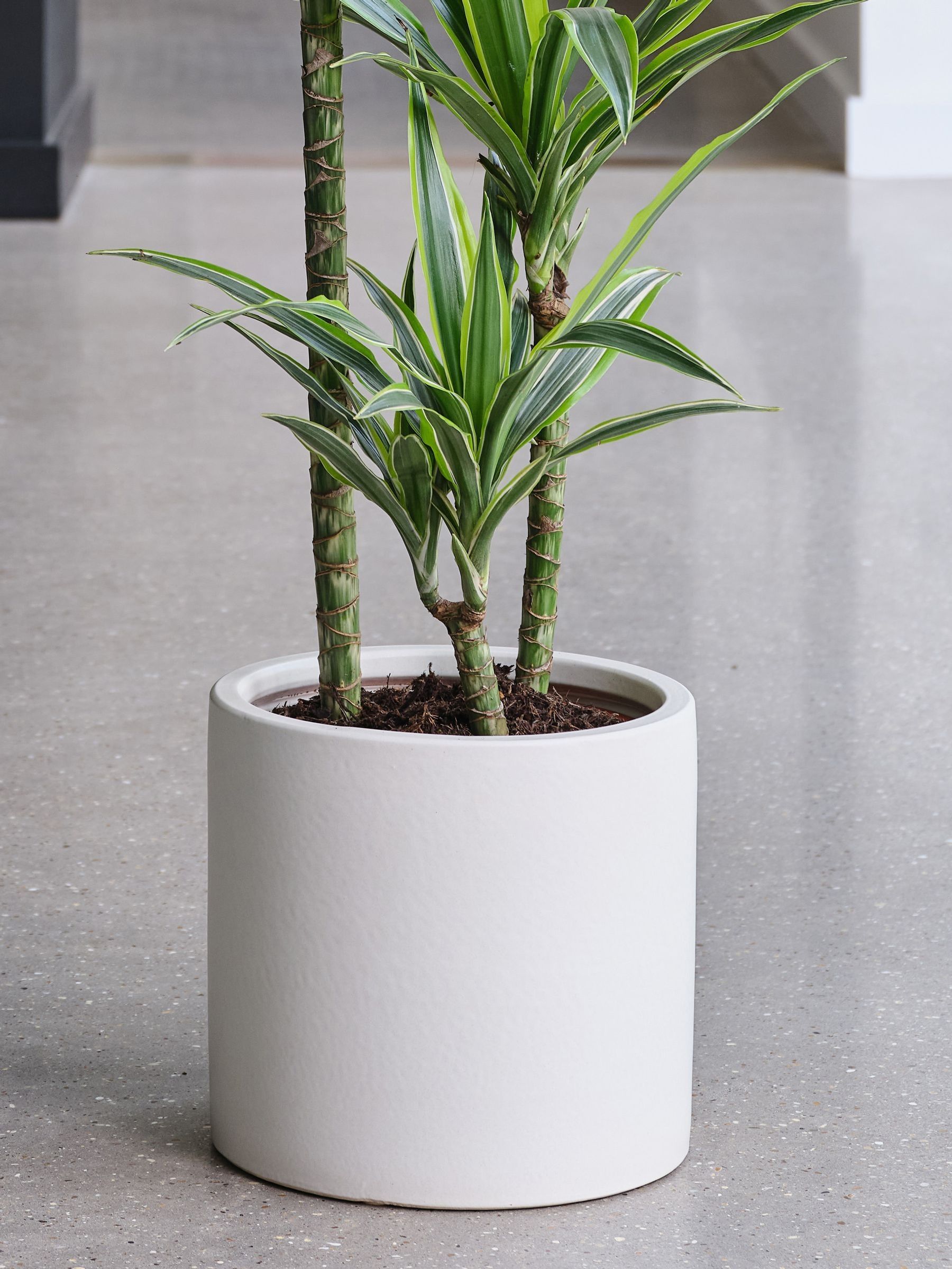 Oyster Real Dracaena Lemon Lime Plant in Earthenware Pot - Image 3 of 3 Oyster Real Dracaena Lemon Lime Plant in Earthenware Pot - Image 3 of 3