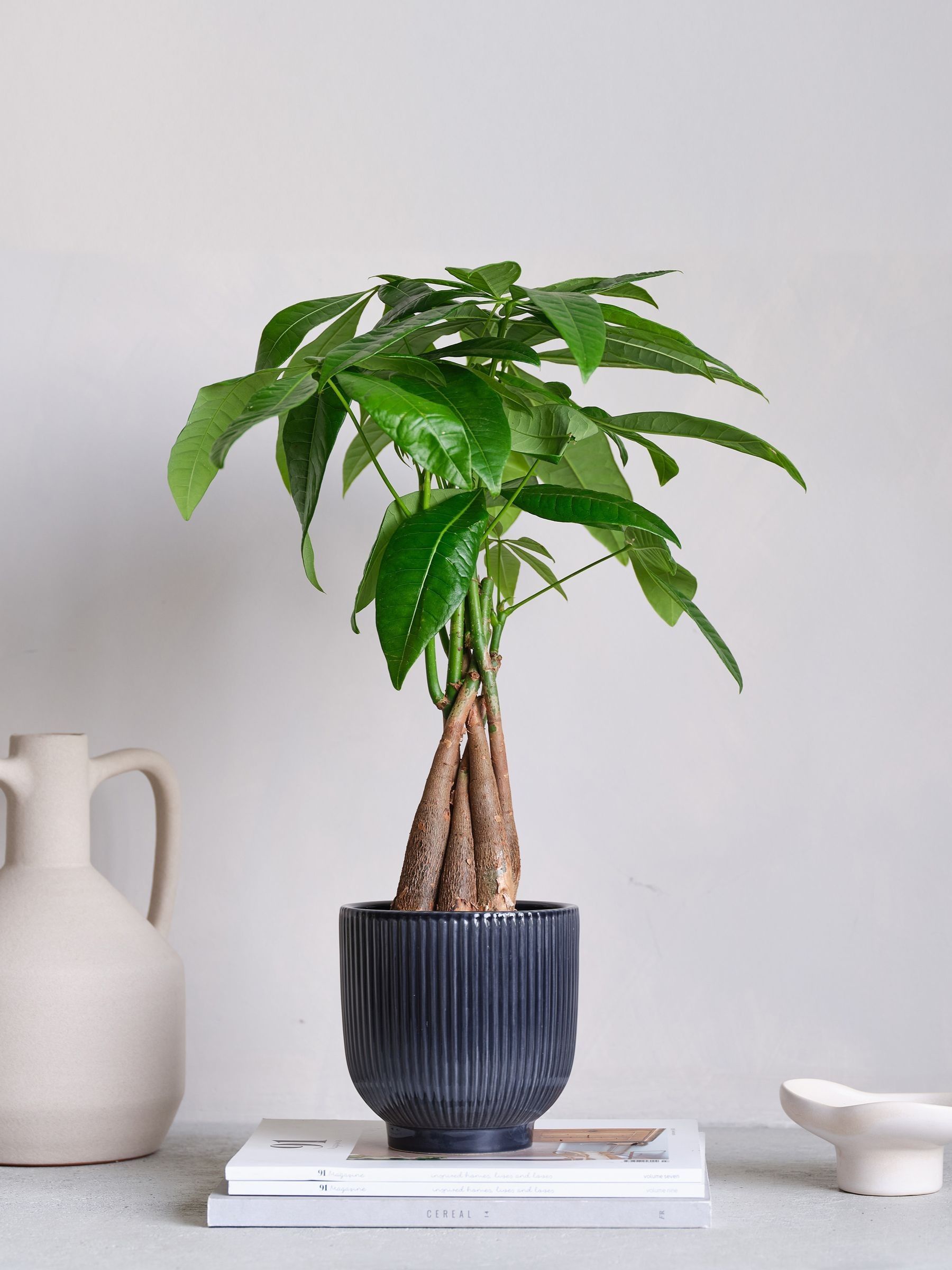 Navy Real Money Tree in Ribbed Pot - Image 1 of 4
