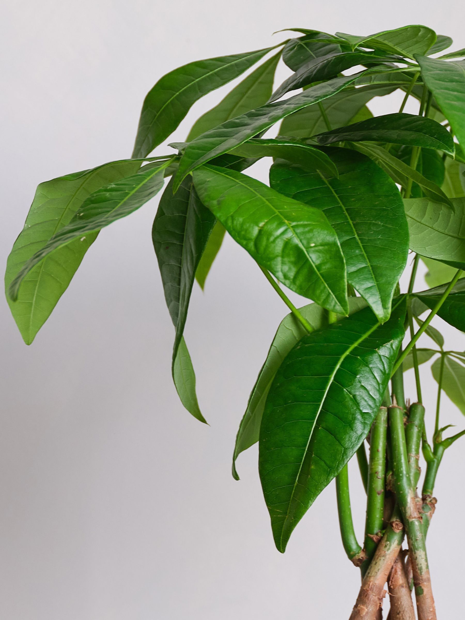 Navy Real Money Tree in Ribbed Pot - Image 2 of 4