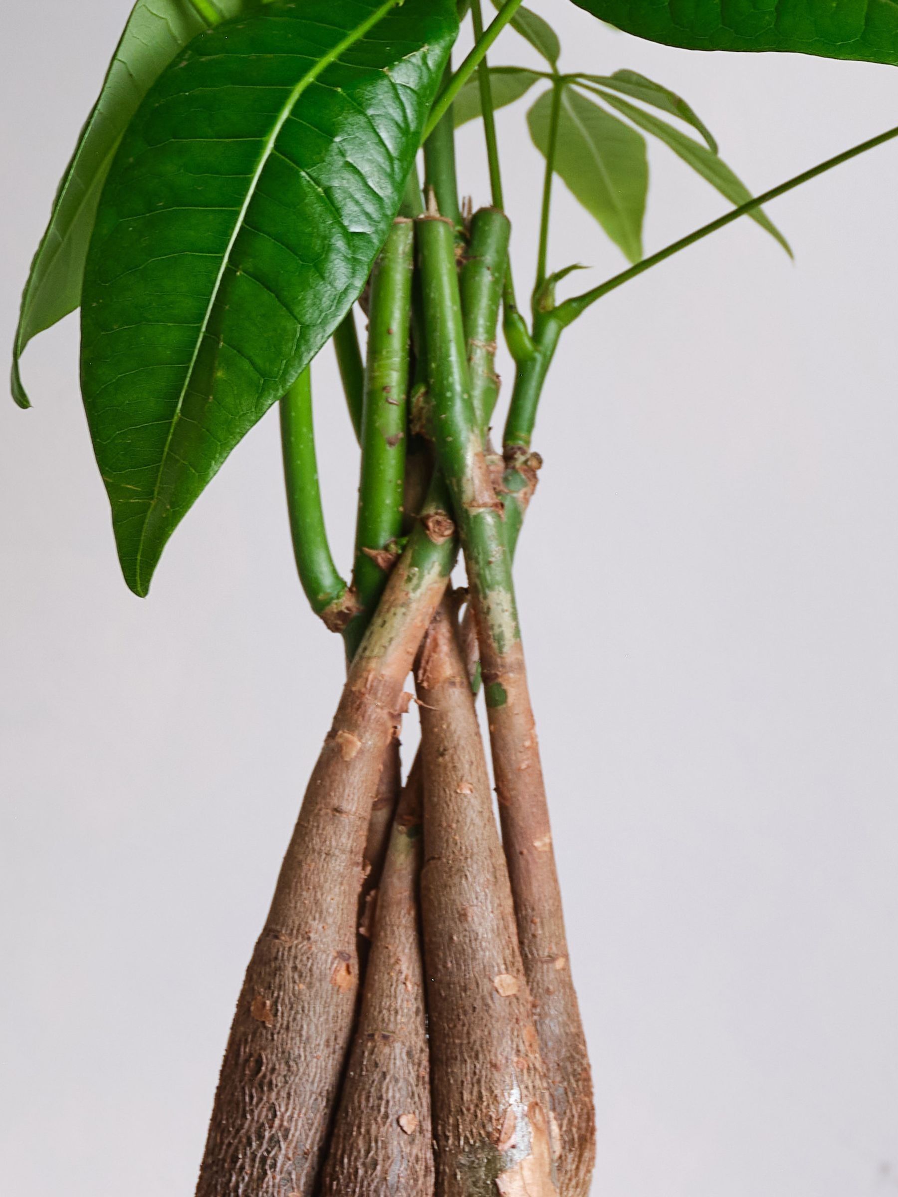 Navy Real Money Tree in Ribbed Pot - Image 3 of 4